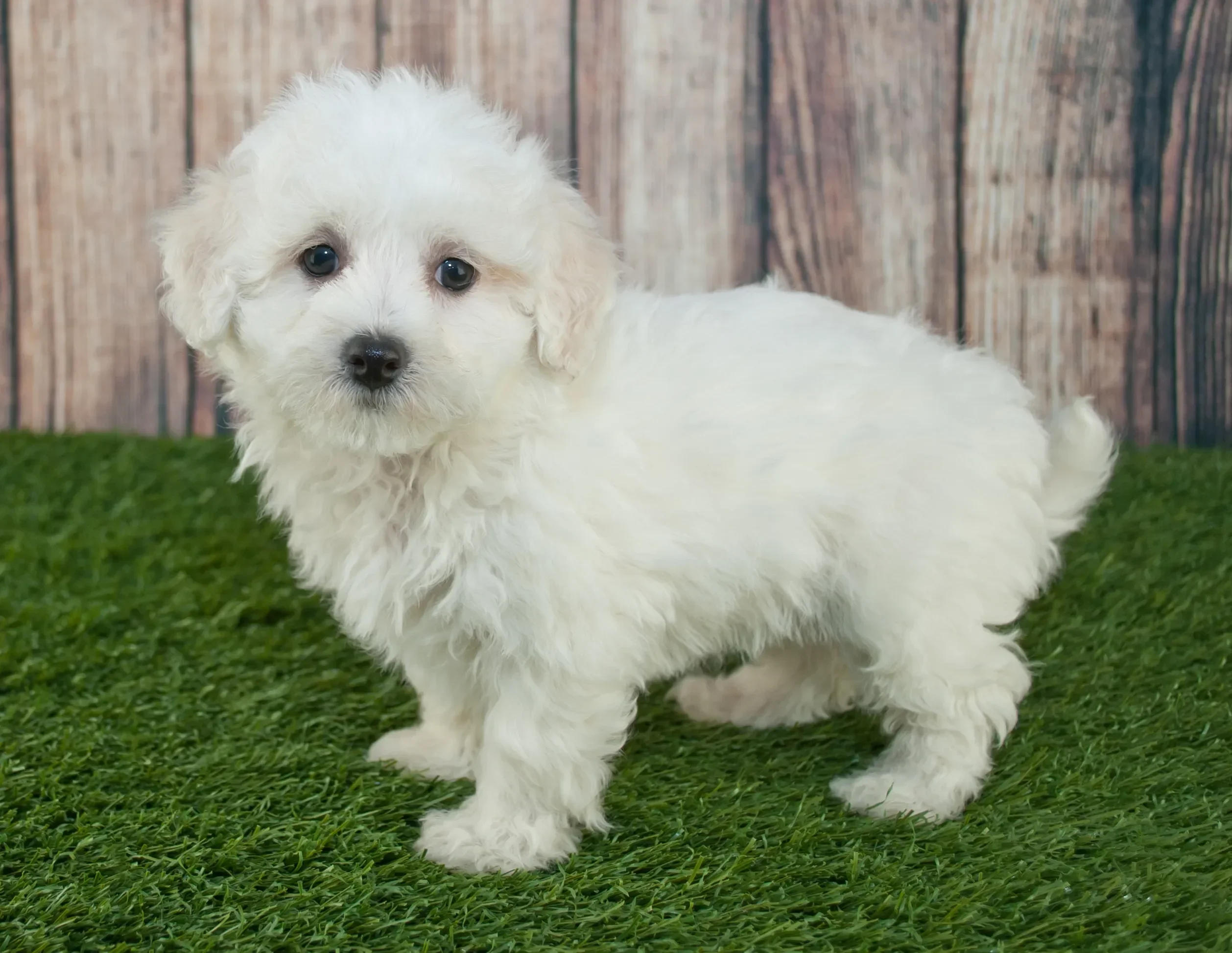 bichon frise image 1