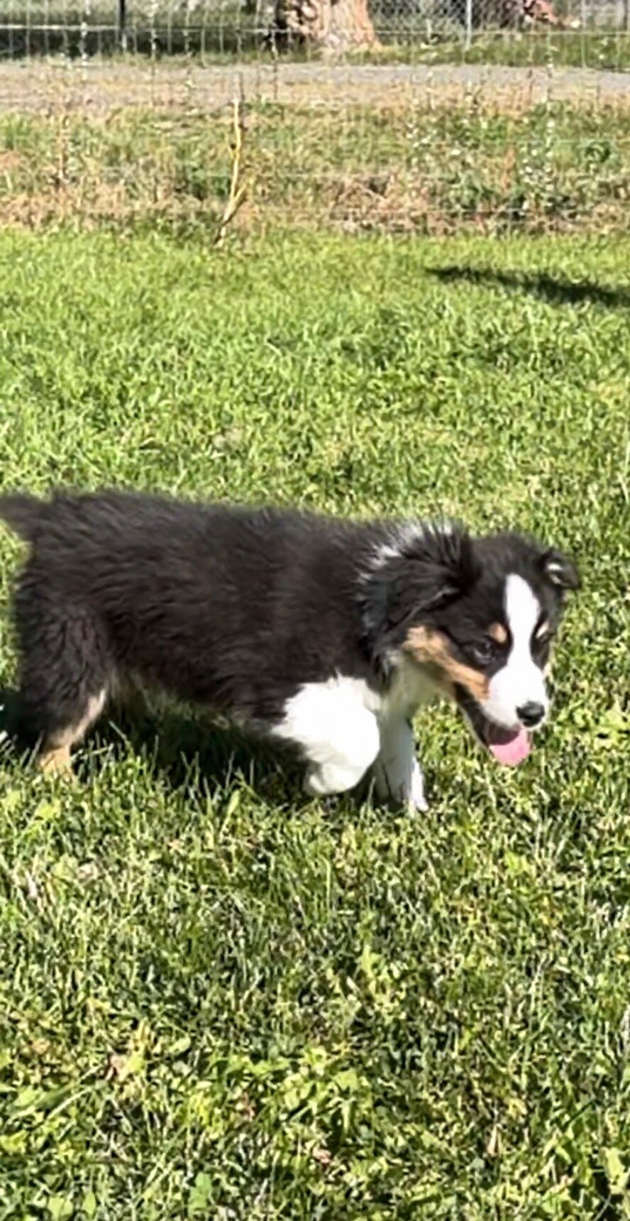 Australian shepherd puppies image 4