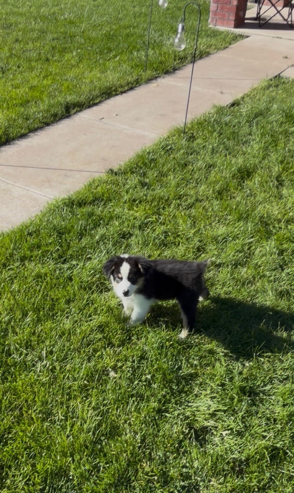 Australian shepherd puppies image 3
