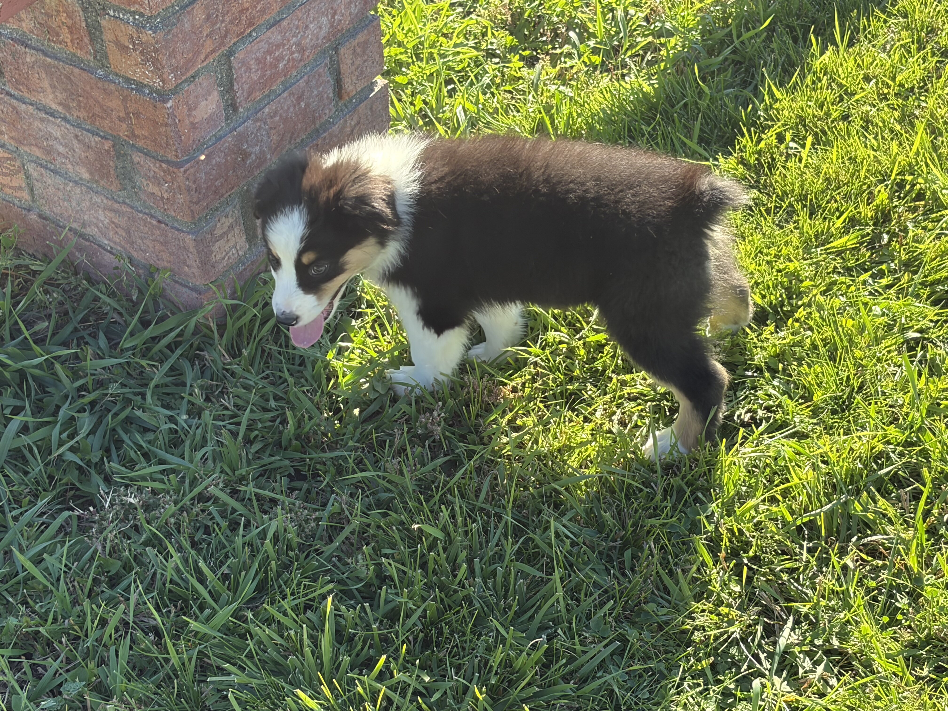Australian shepherd puppies image 2