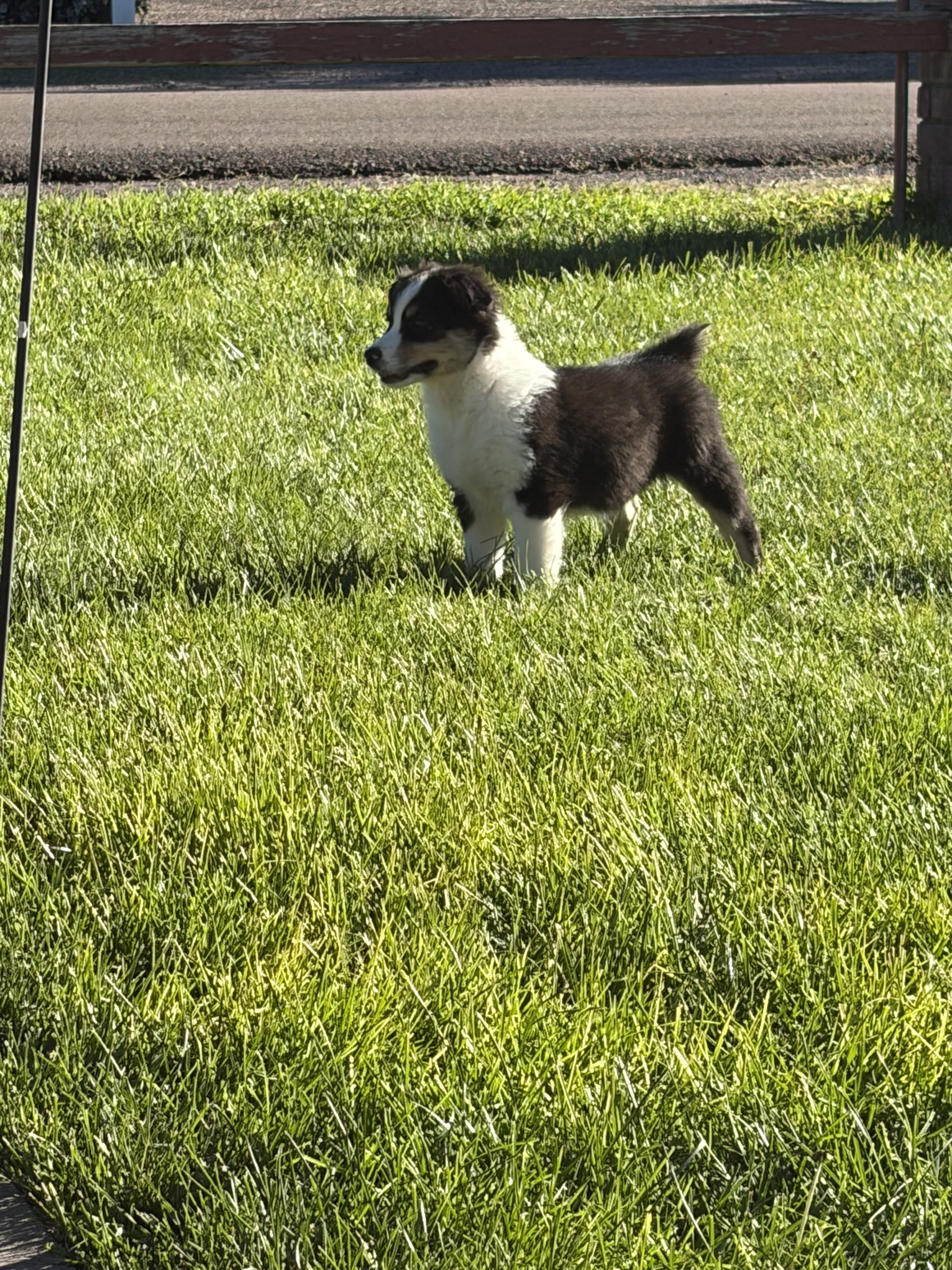 Australian shepherd puppies image 1
