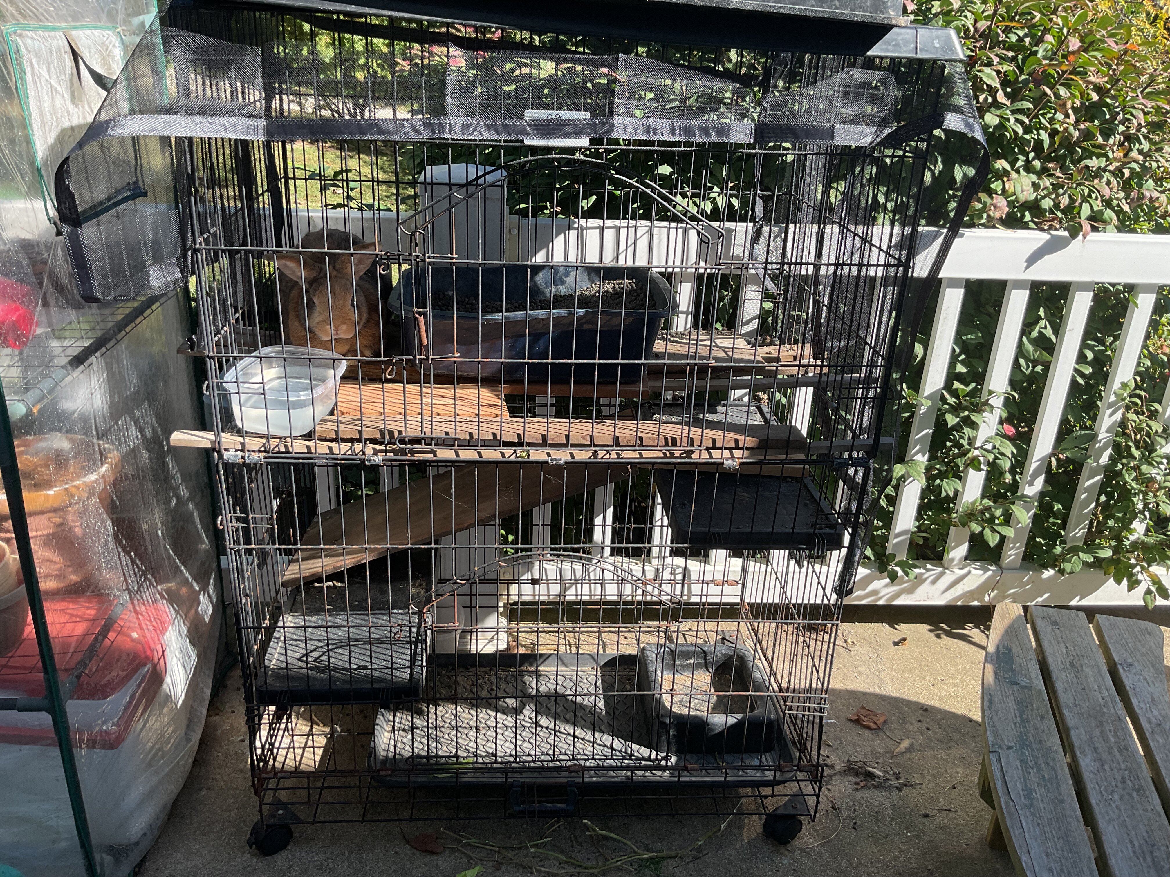 Rabbit image 1