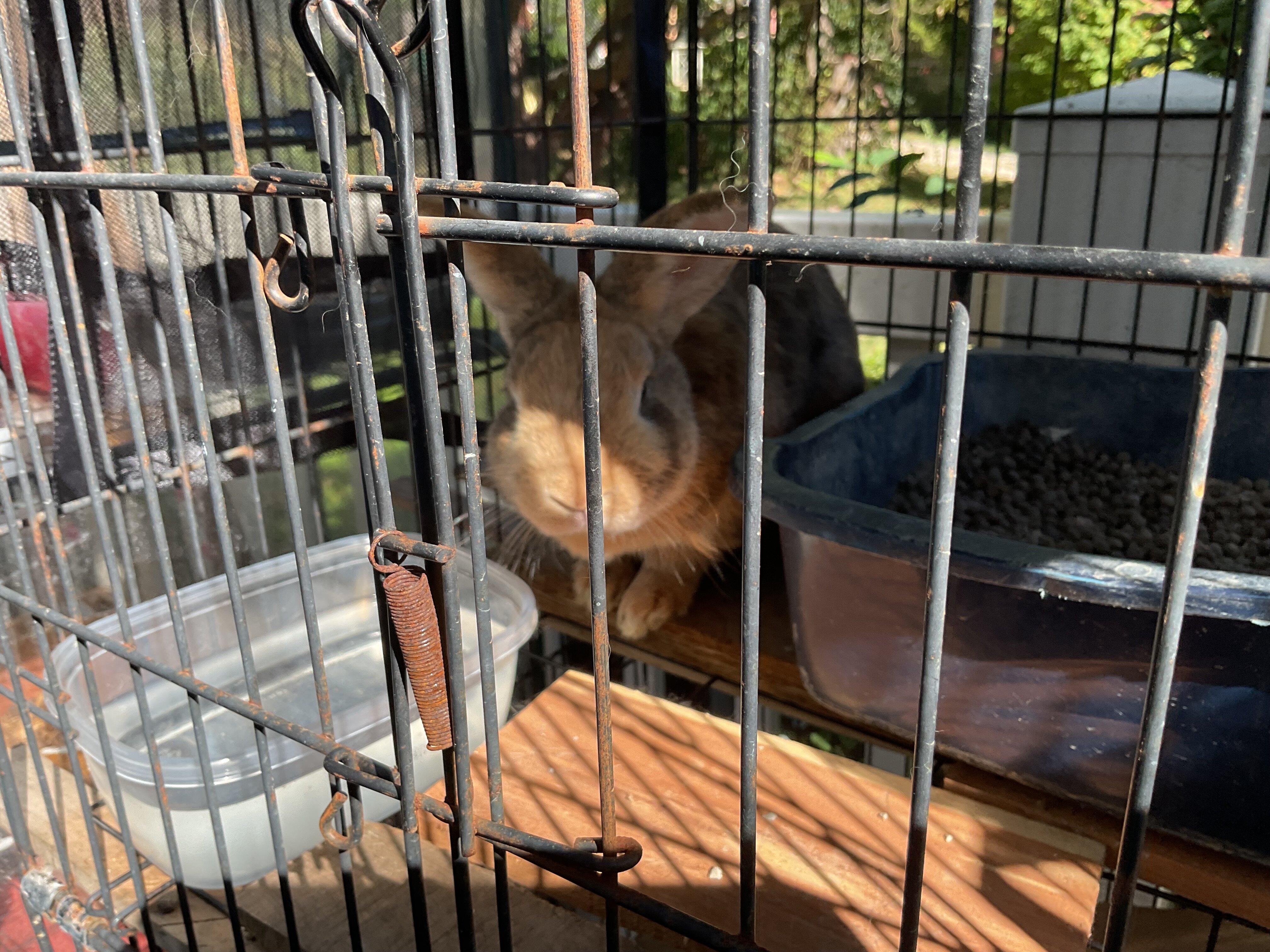 Rabbit image 4