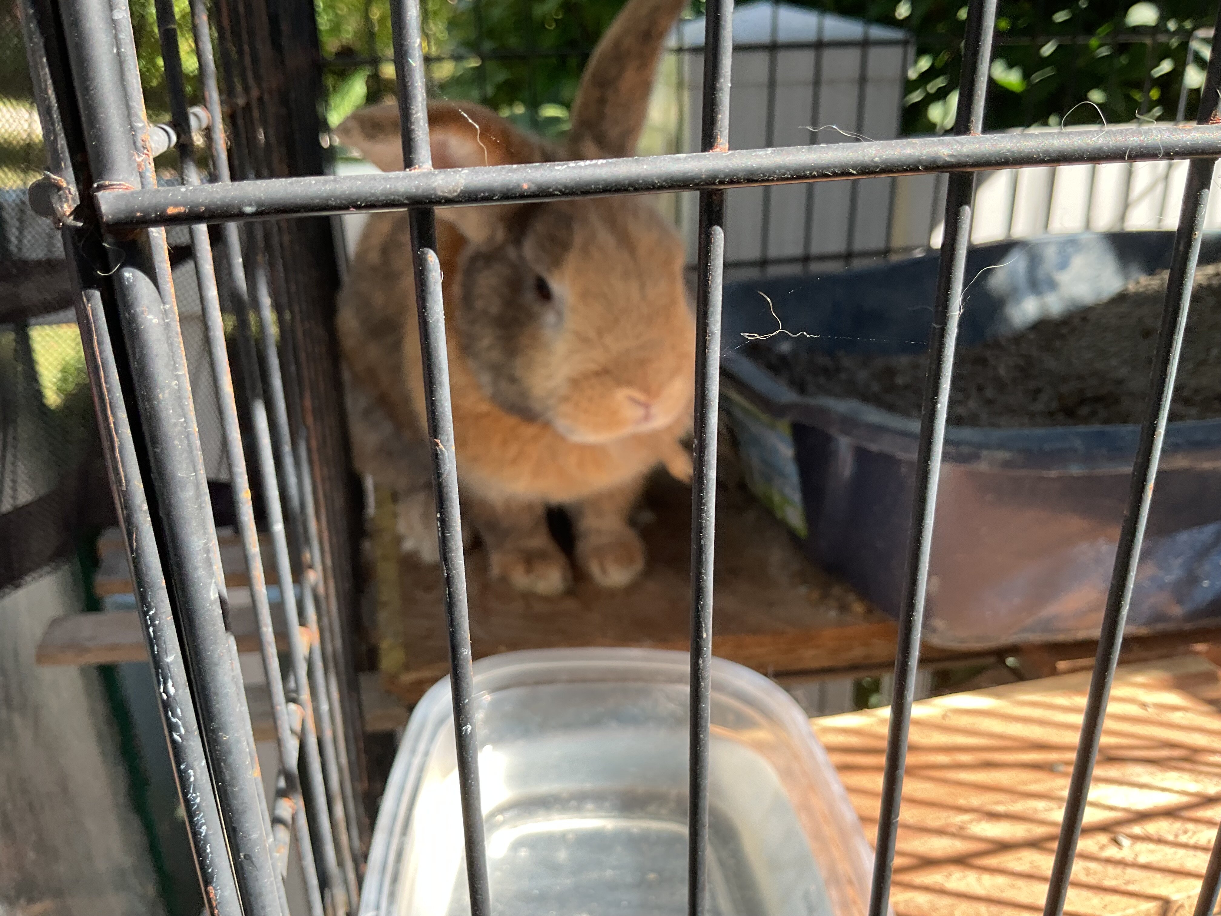 Rabbit image 2
