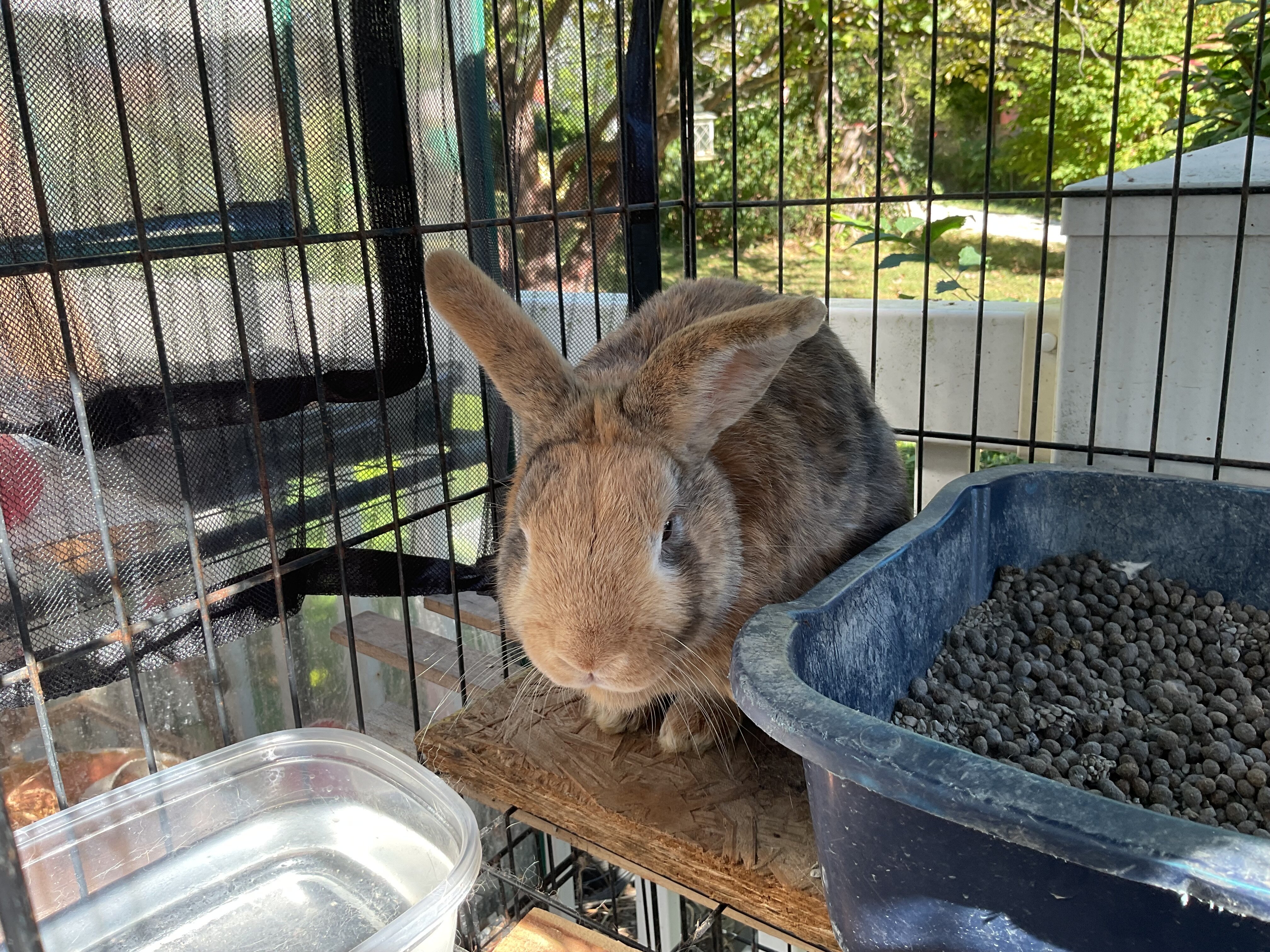 Rabbit image 3