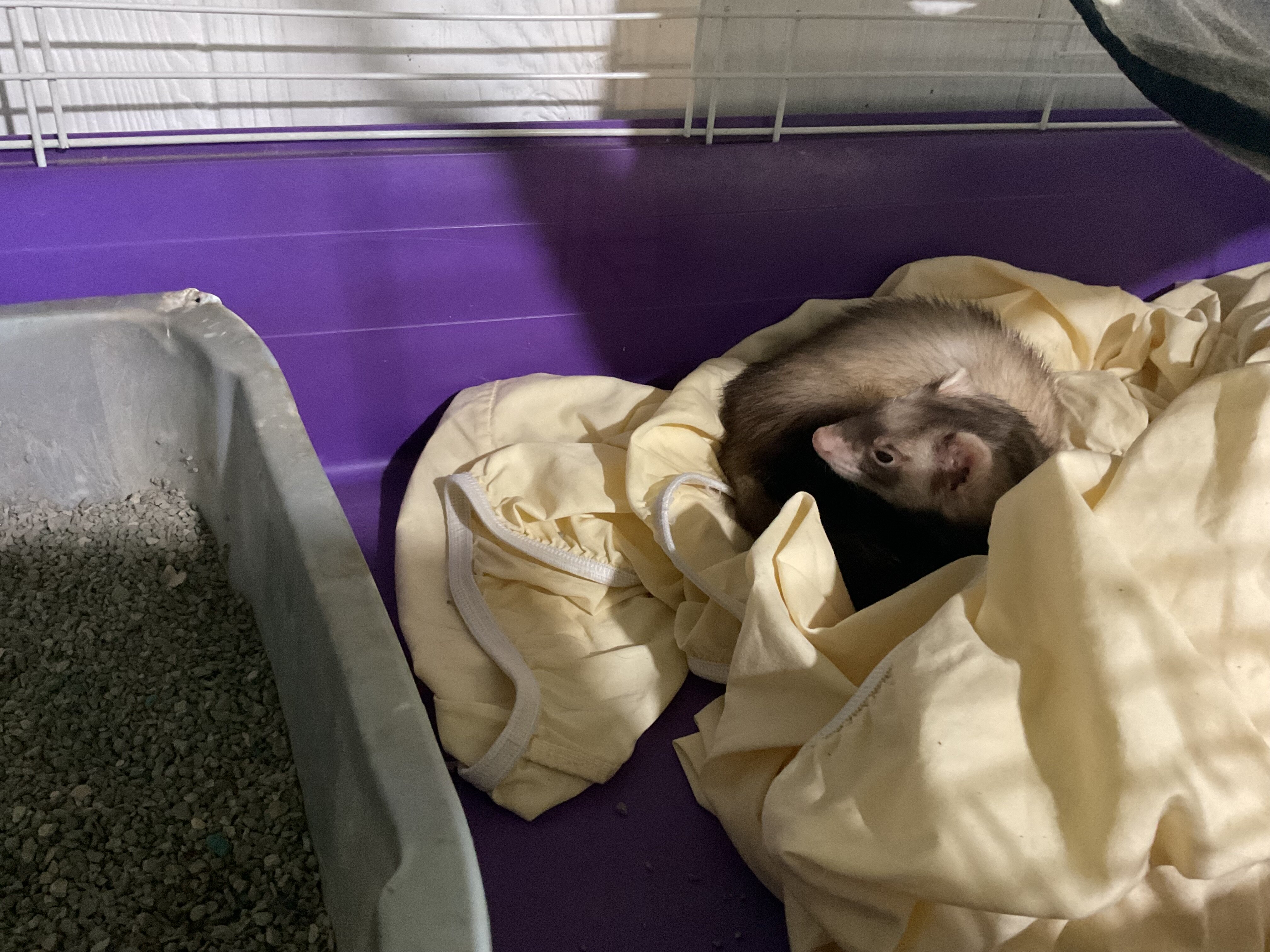 Ferret image 1
