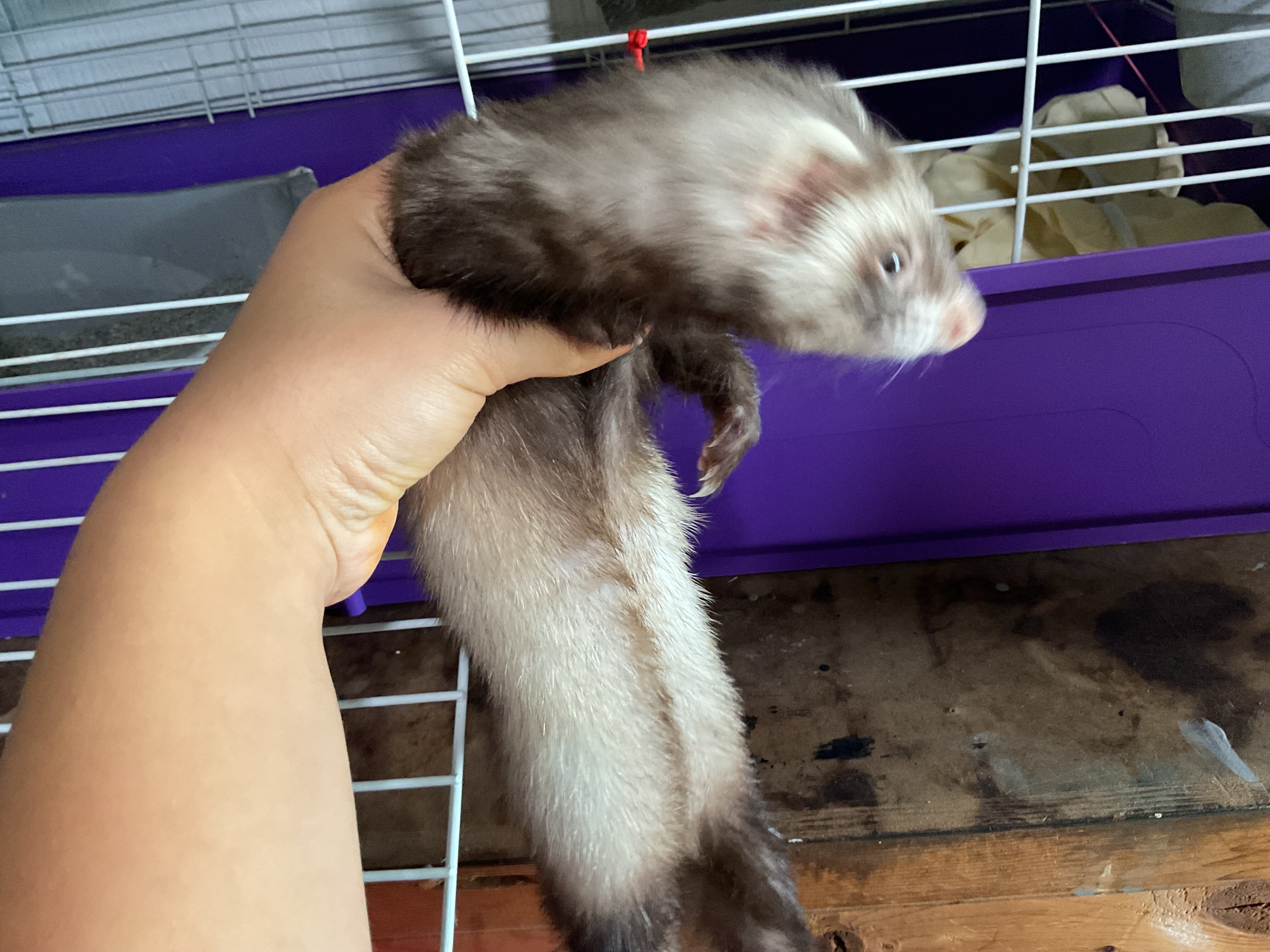 Ferret image 2