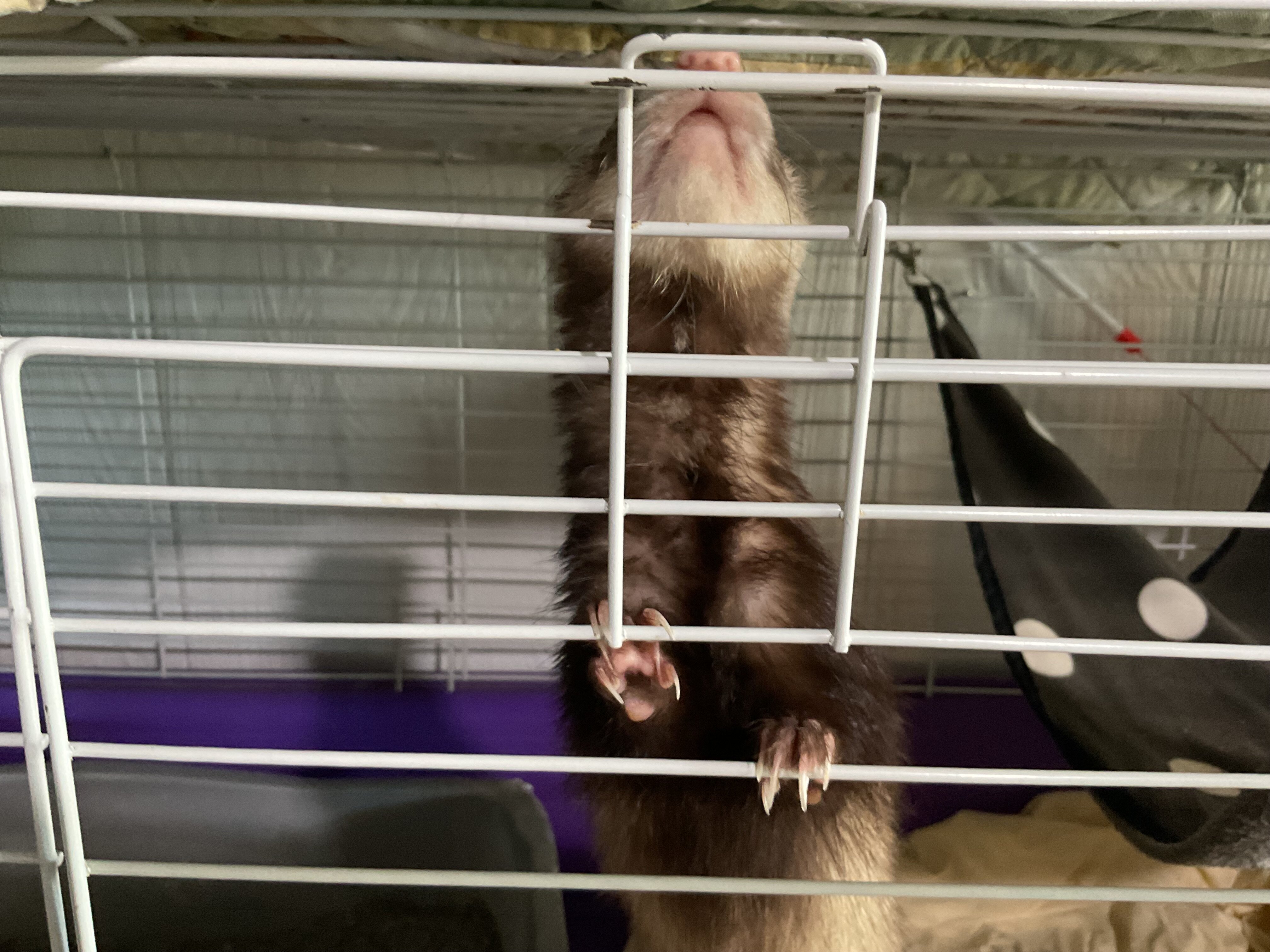 Ferret image 4