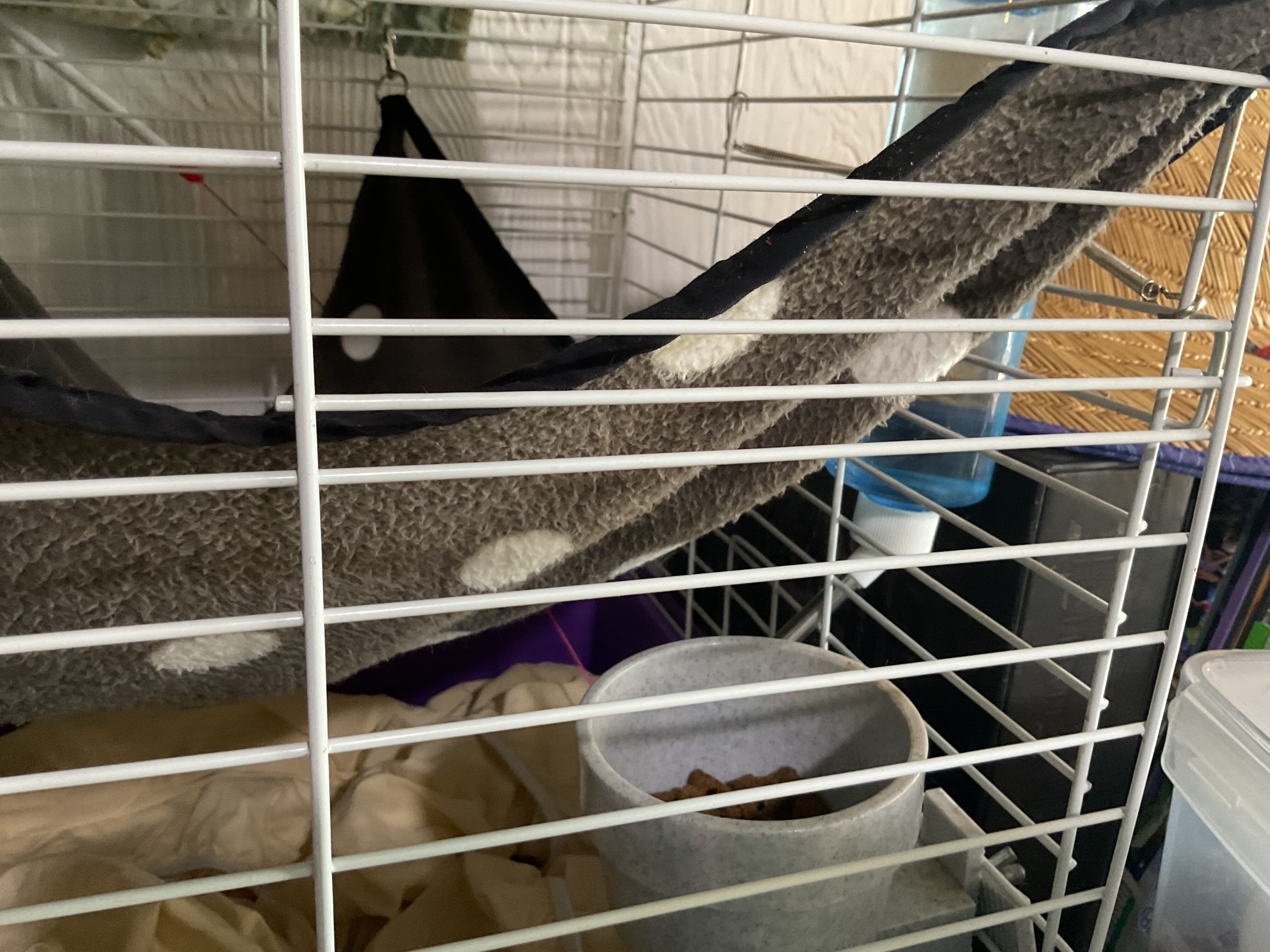 Ferret image 3