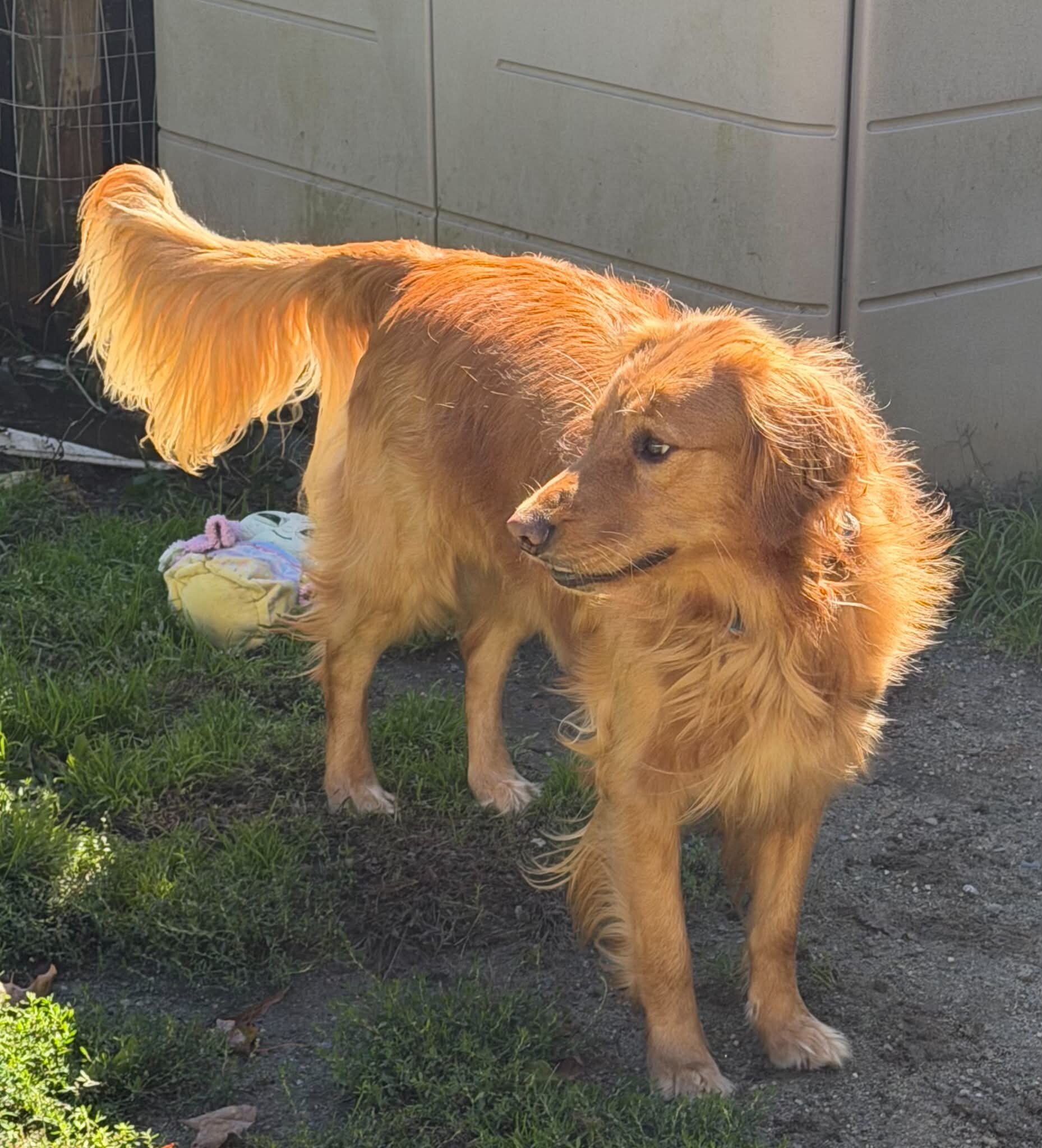 Golden Retrieve Female image 5