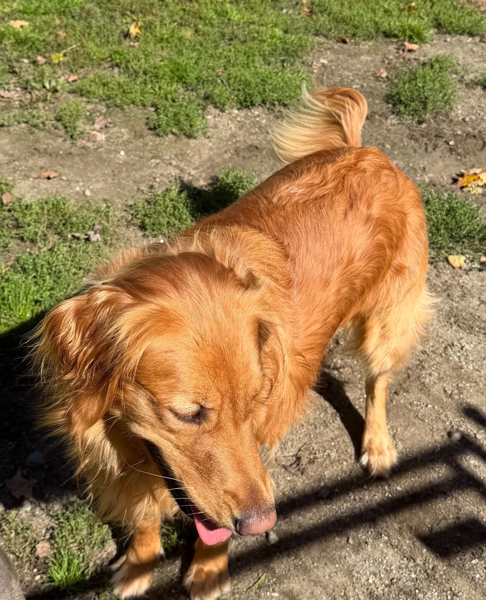 Golden Retrieve Female image 4
