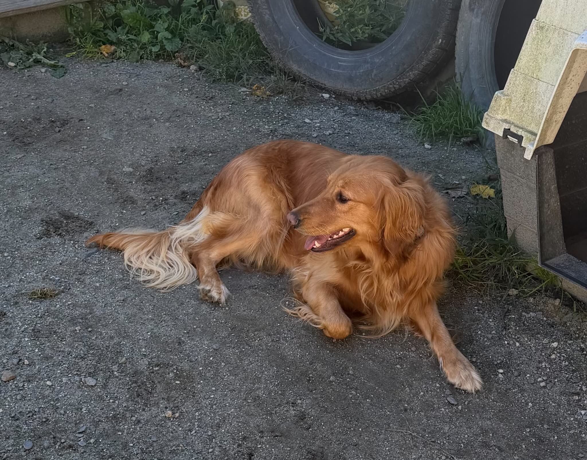 Golden Retrieve Female image 3