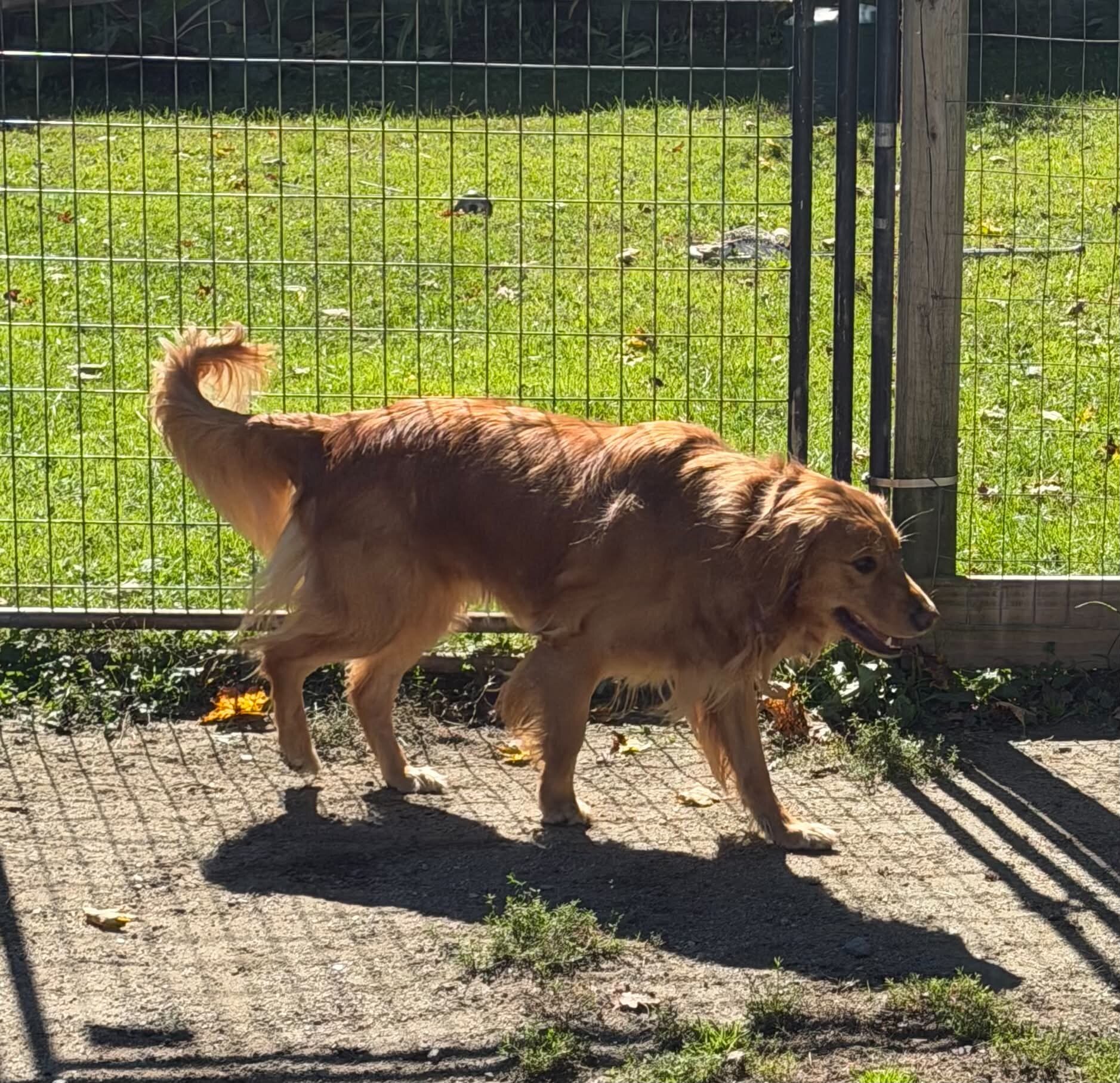 Golden Retrieve Female image 2