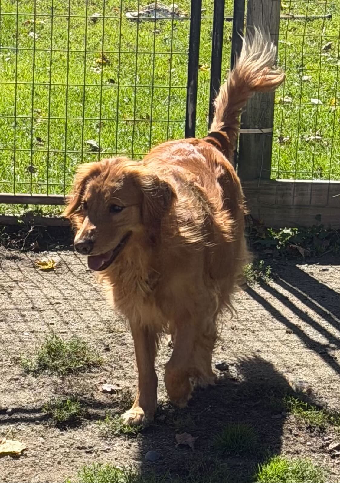 Golden Retrieve Female image 1