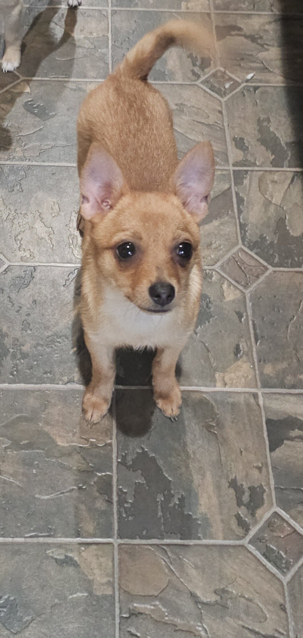 Pomchi image 1