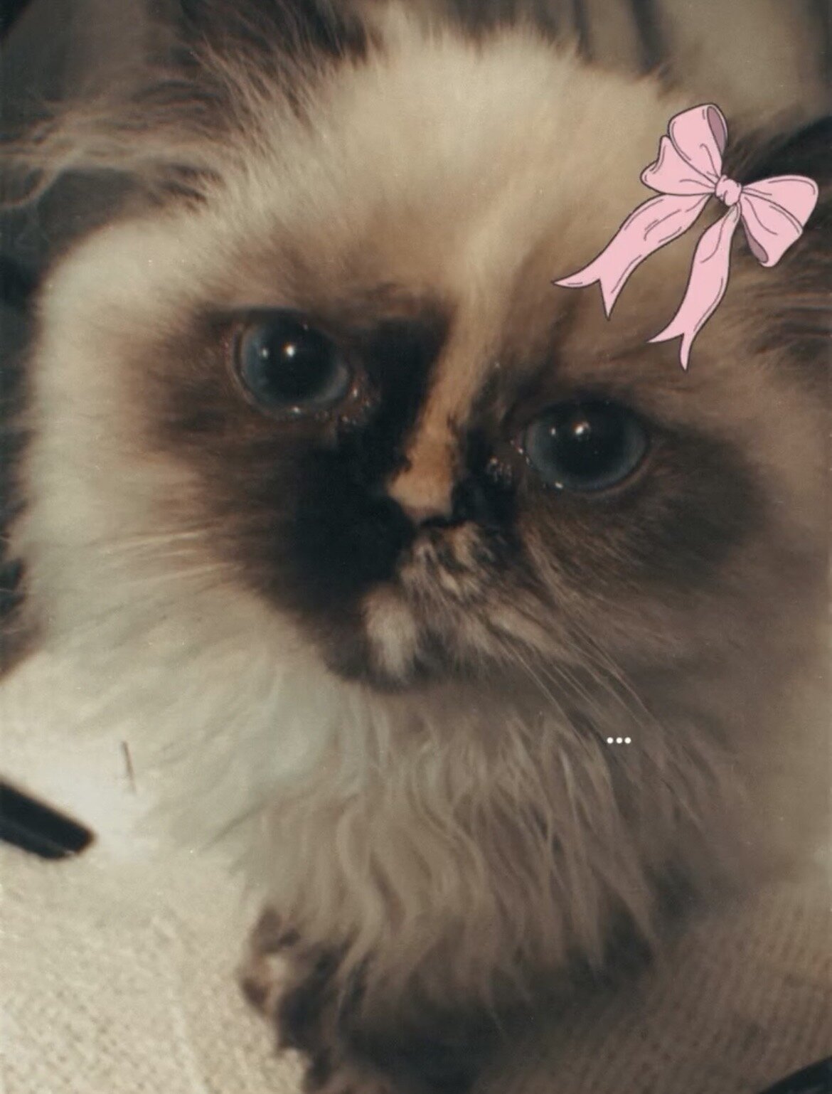 Persian cat image 8