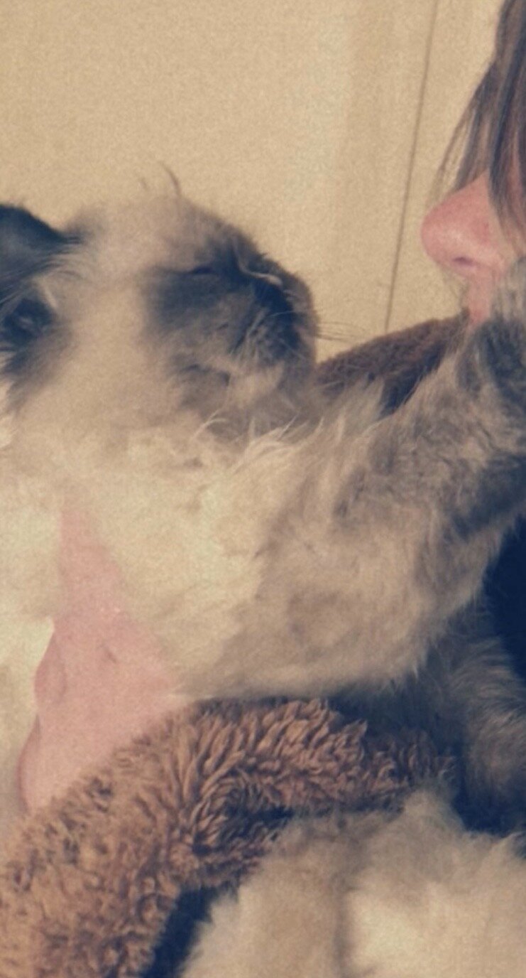 Persian cat image 7