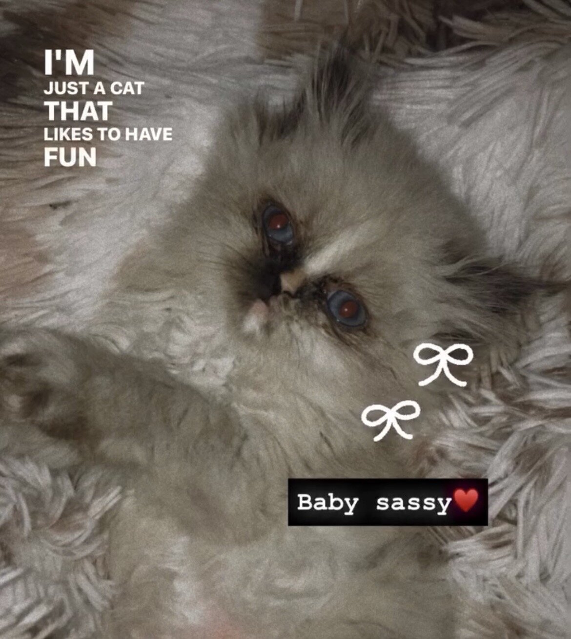 Persian cat image 10