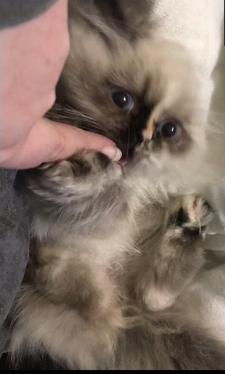Persian cat image 9