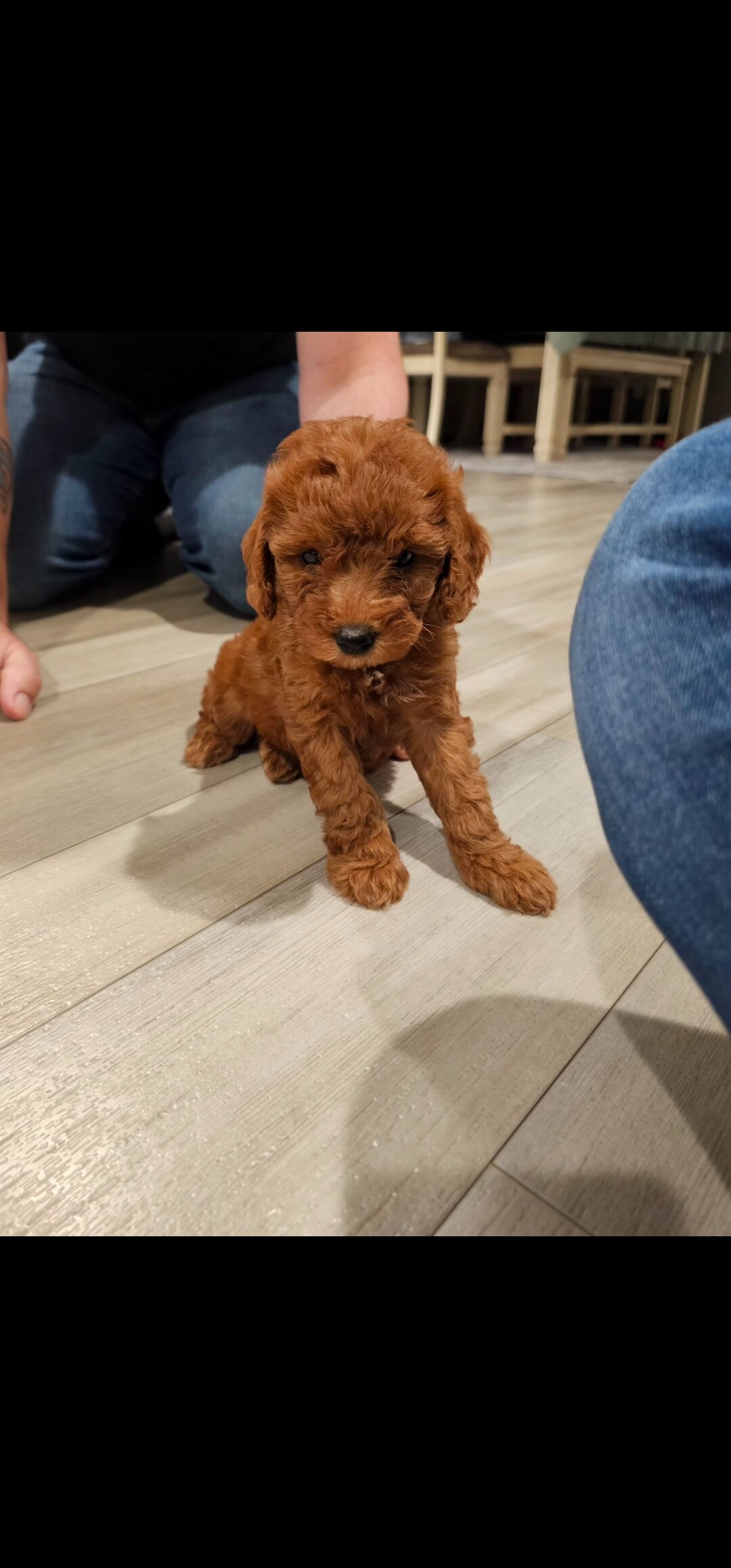 Cavapoo puppy image 1