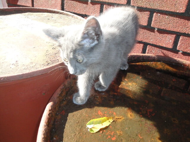 KITTENS image 4