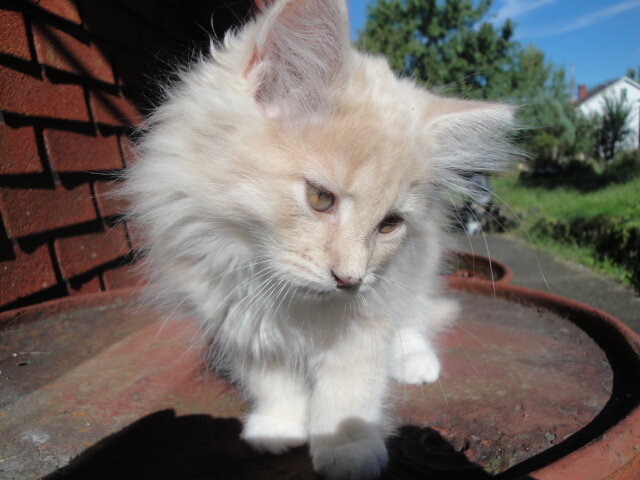 KITTENS image 2