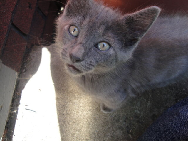 KITTENS image 3