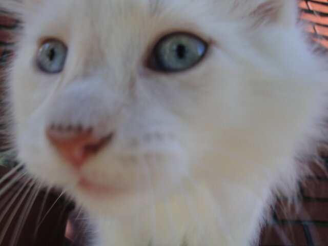 KITTENS image 1