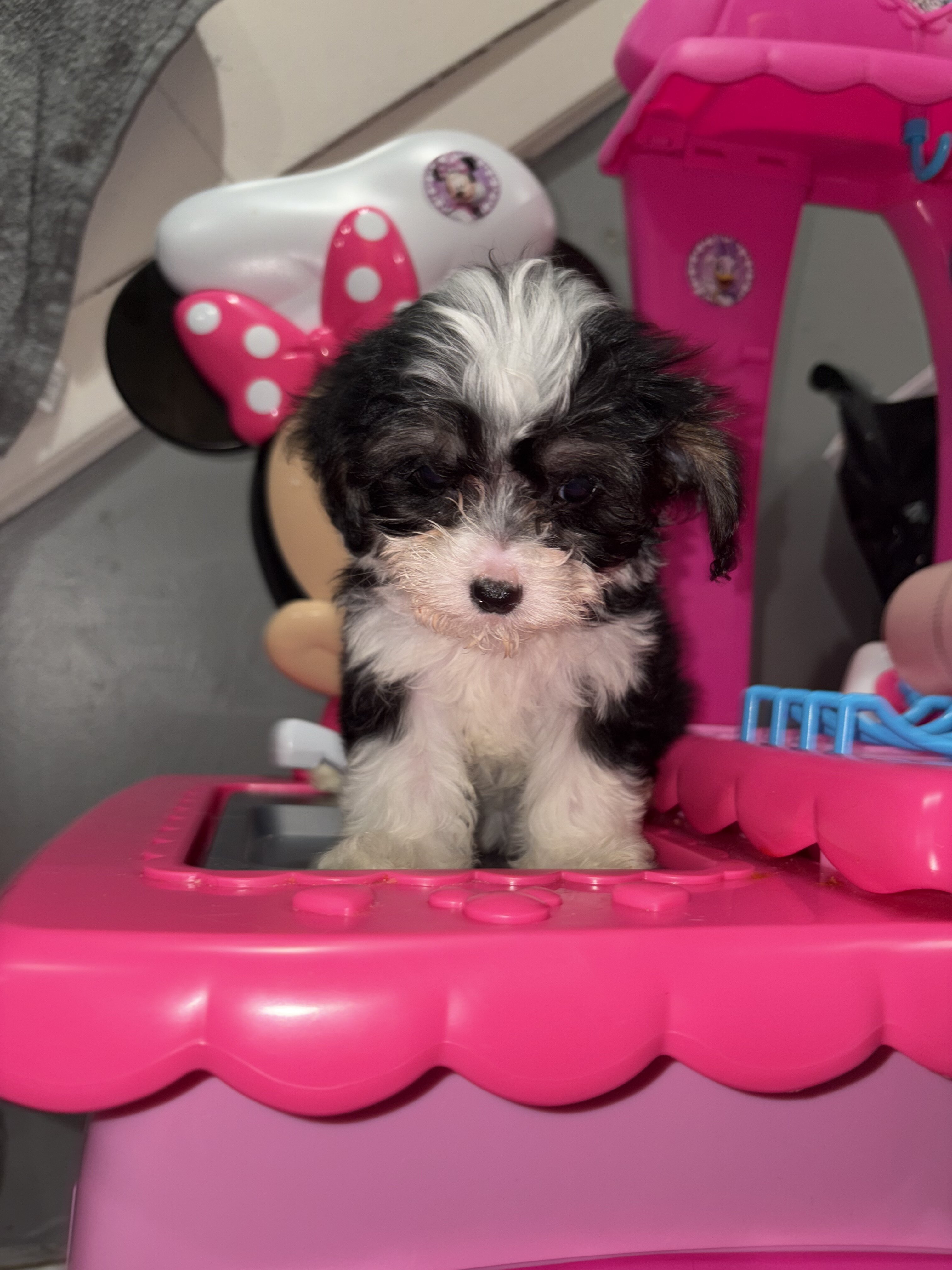 Shihpoo image 5