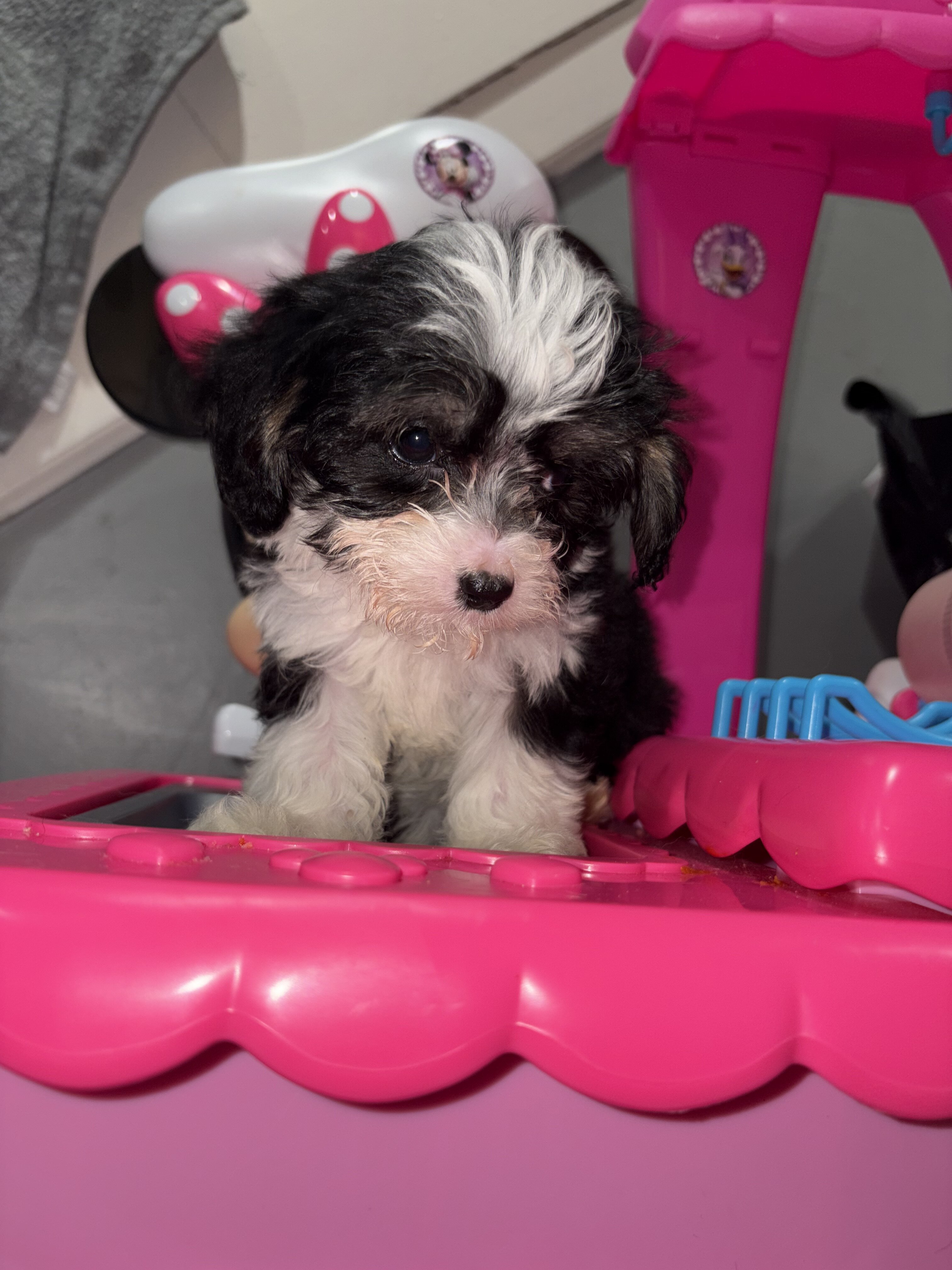 Shihpoo image 4