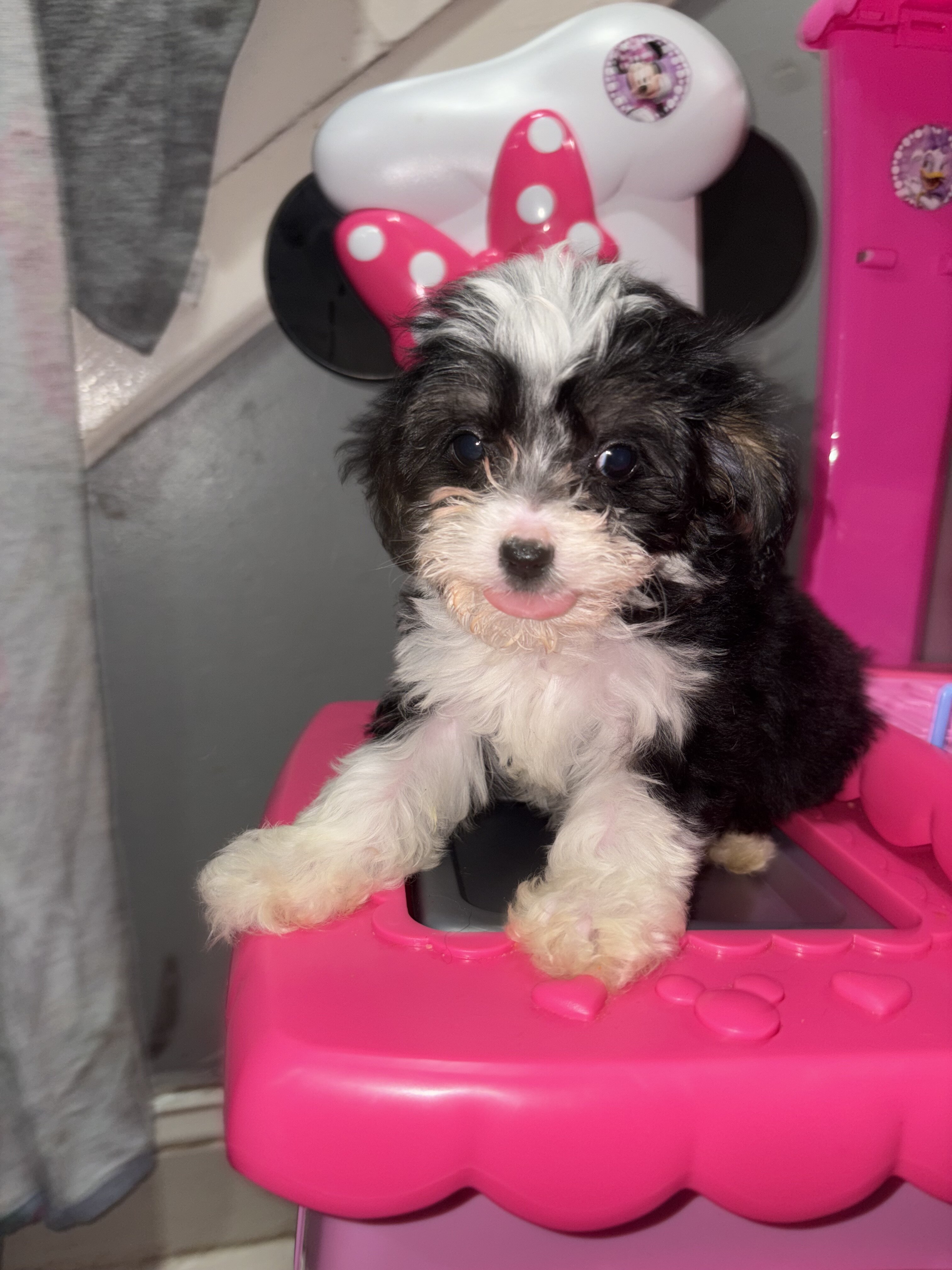 Shihpoo image 3