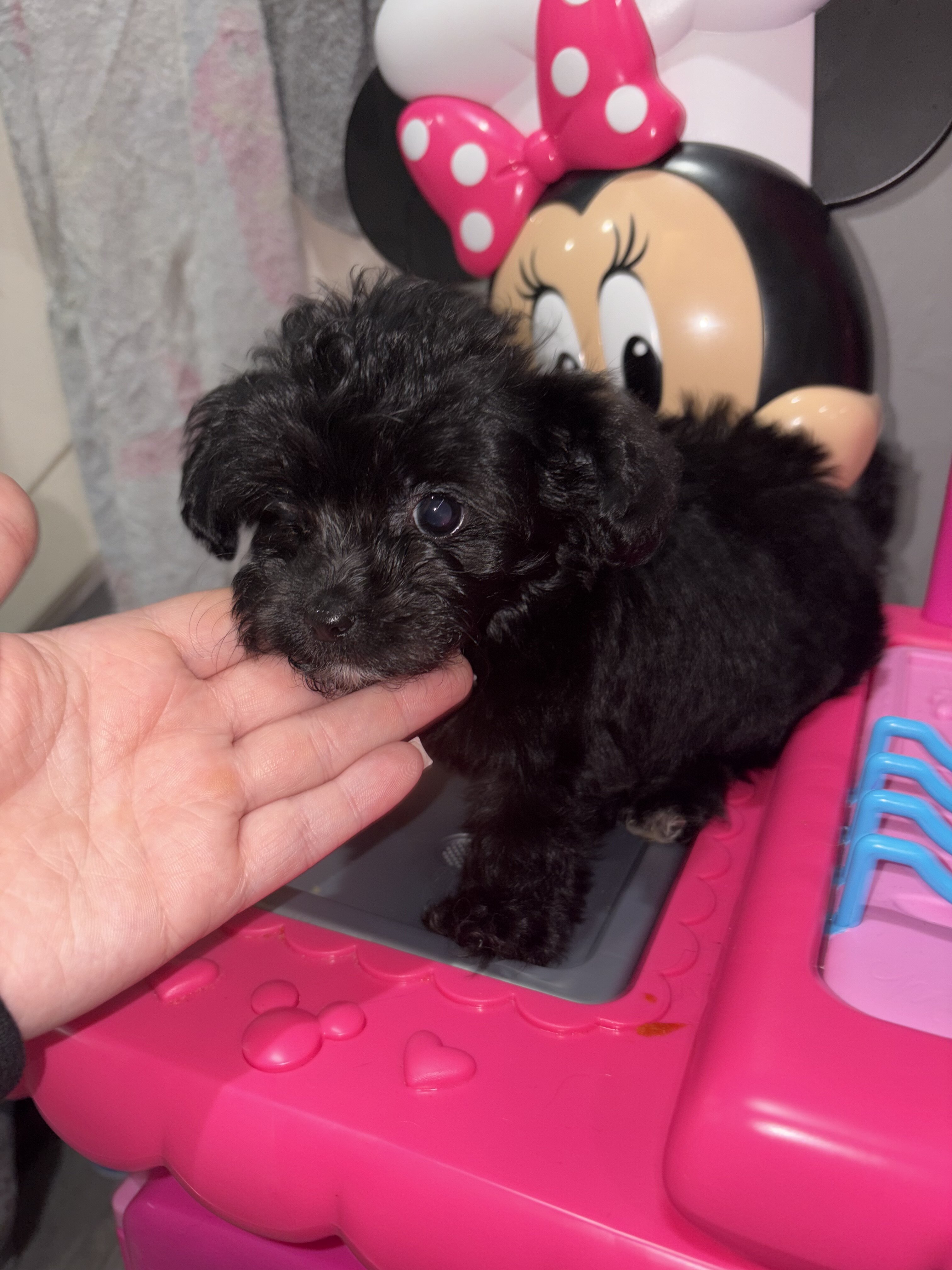 Shihpoo image 2