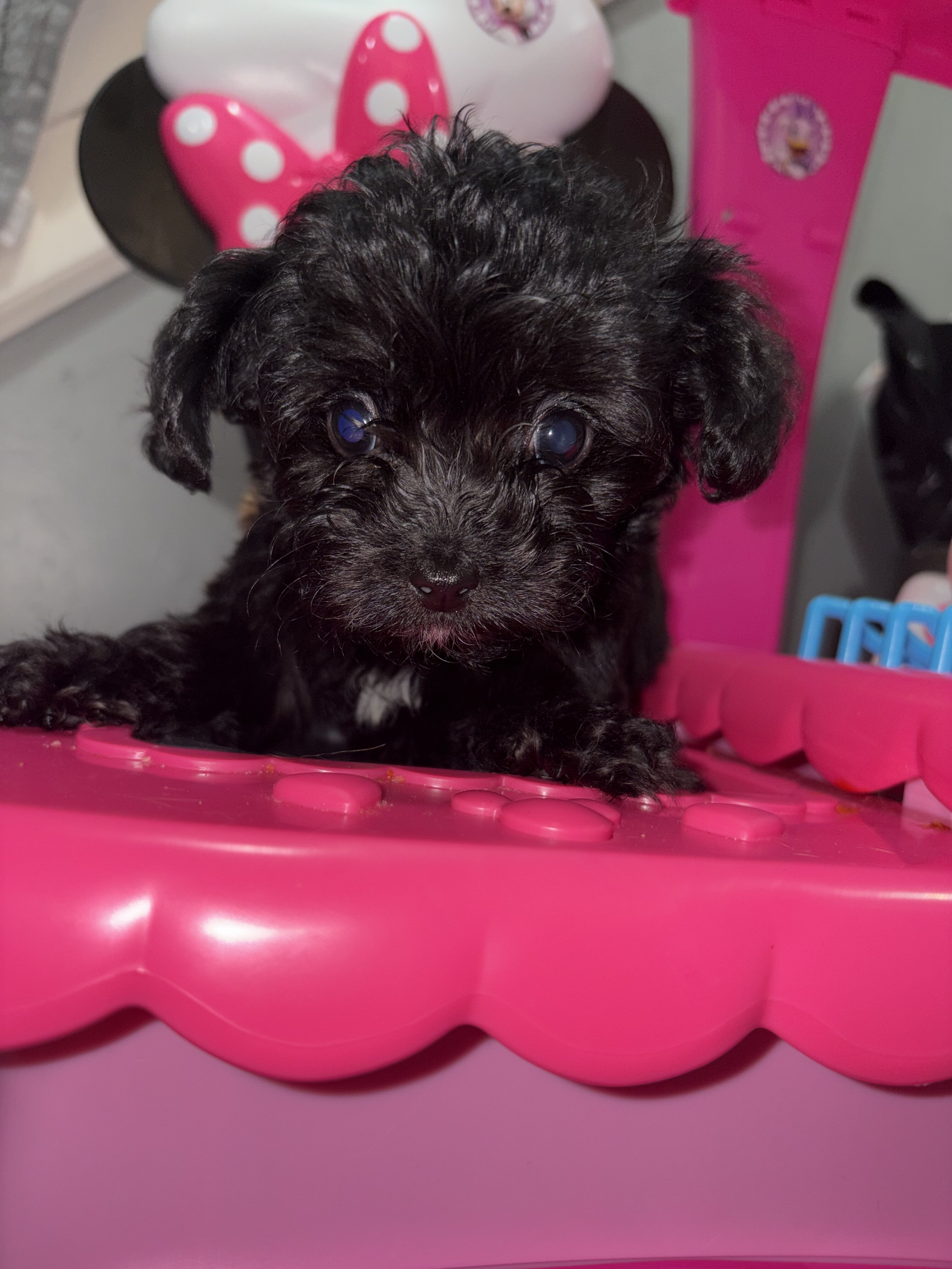 Shihpoo image 1