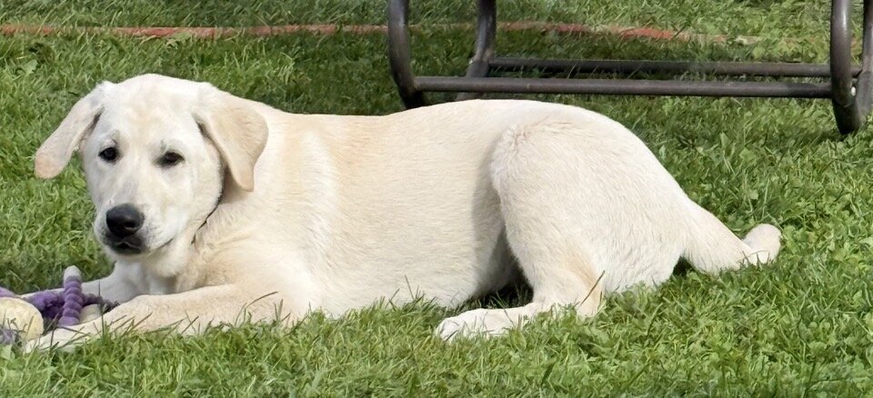 puppy image 1