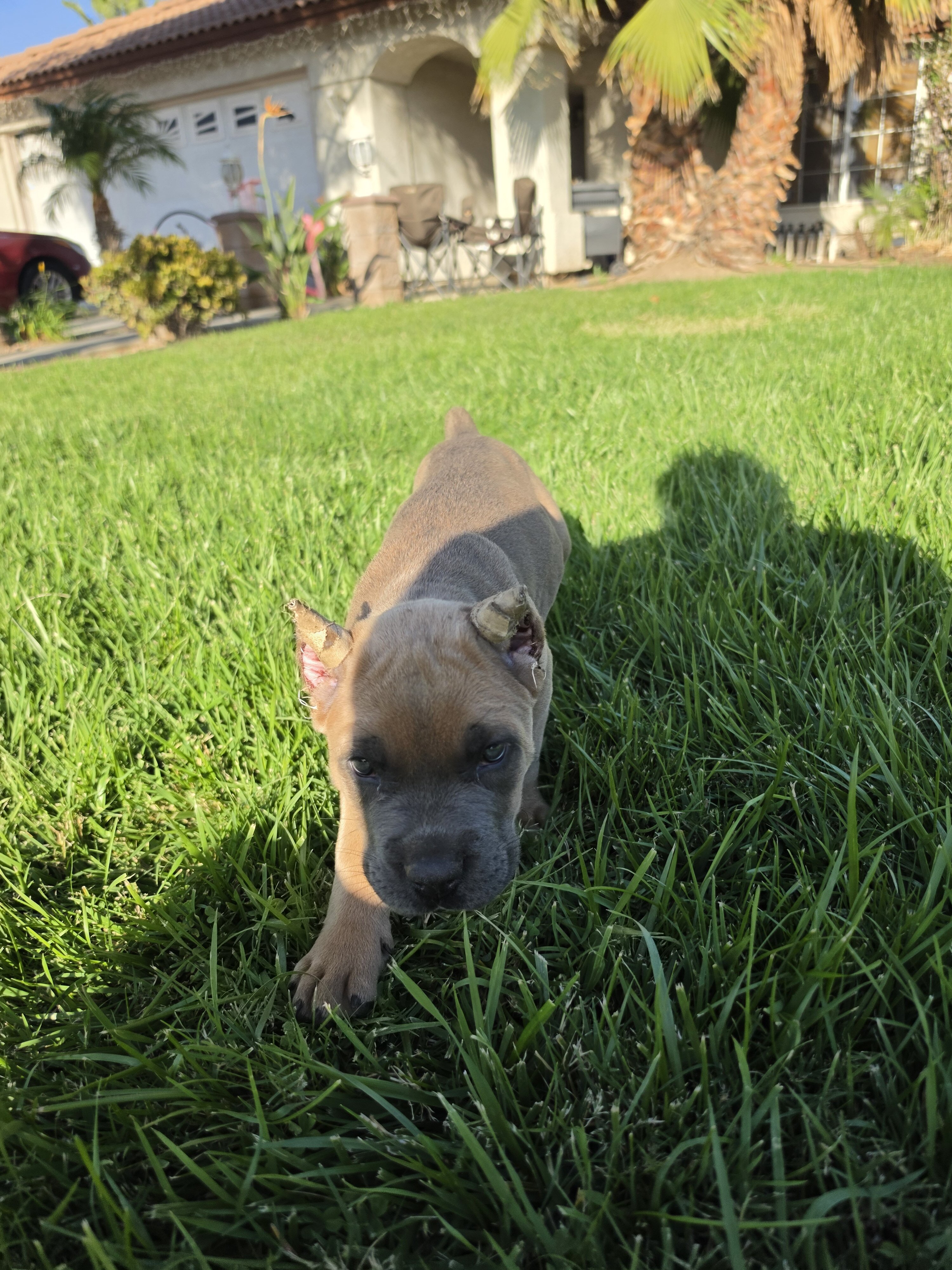 Cane Corso Puppies image 4