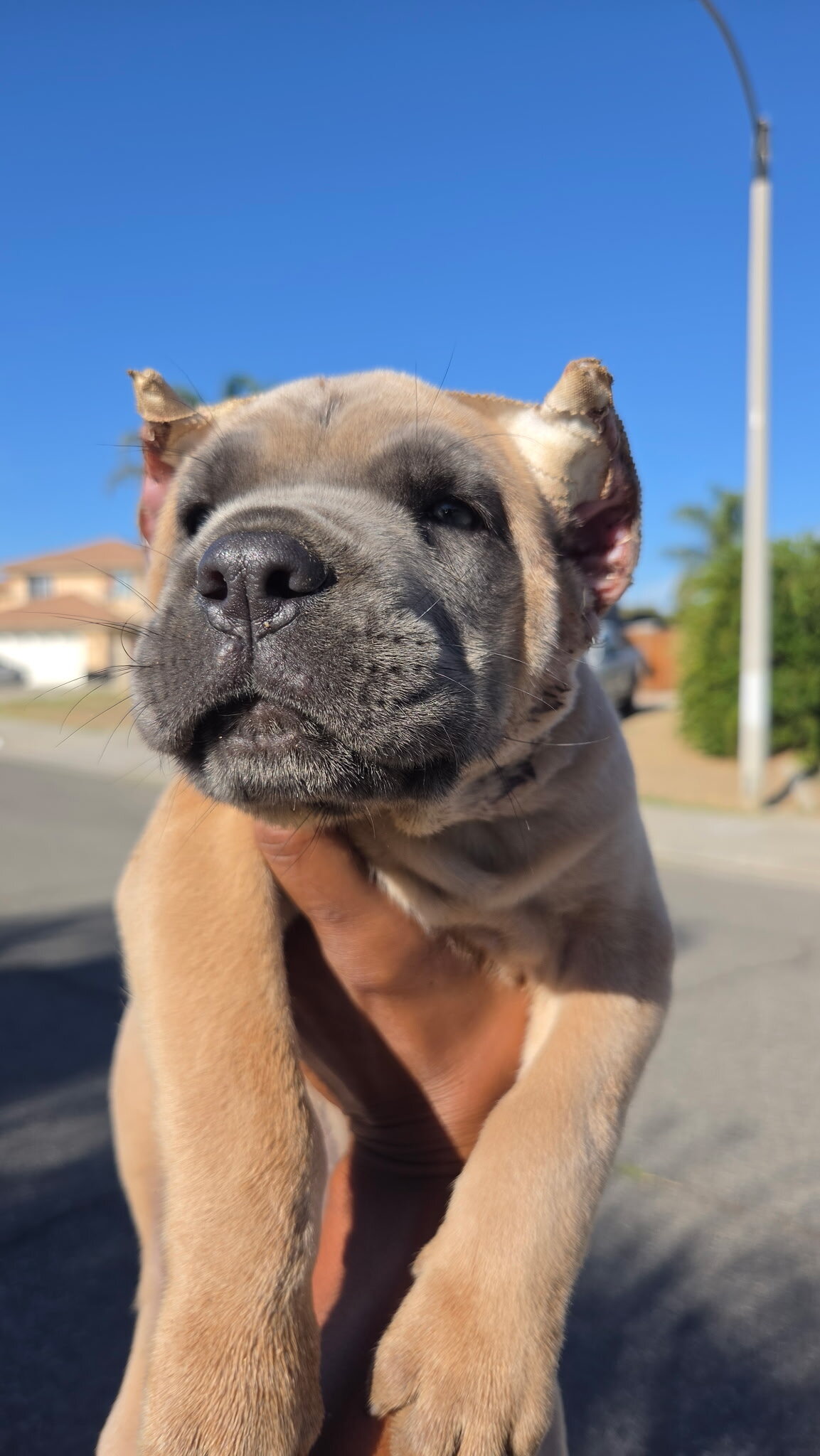 Cane Corso Puppies image 1