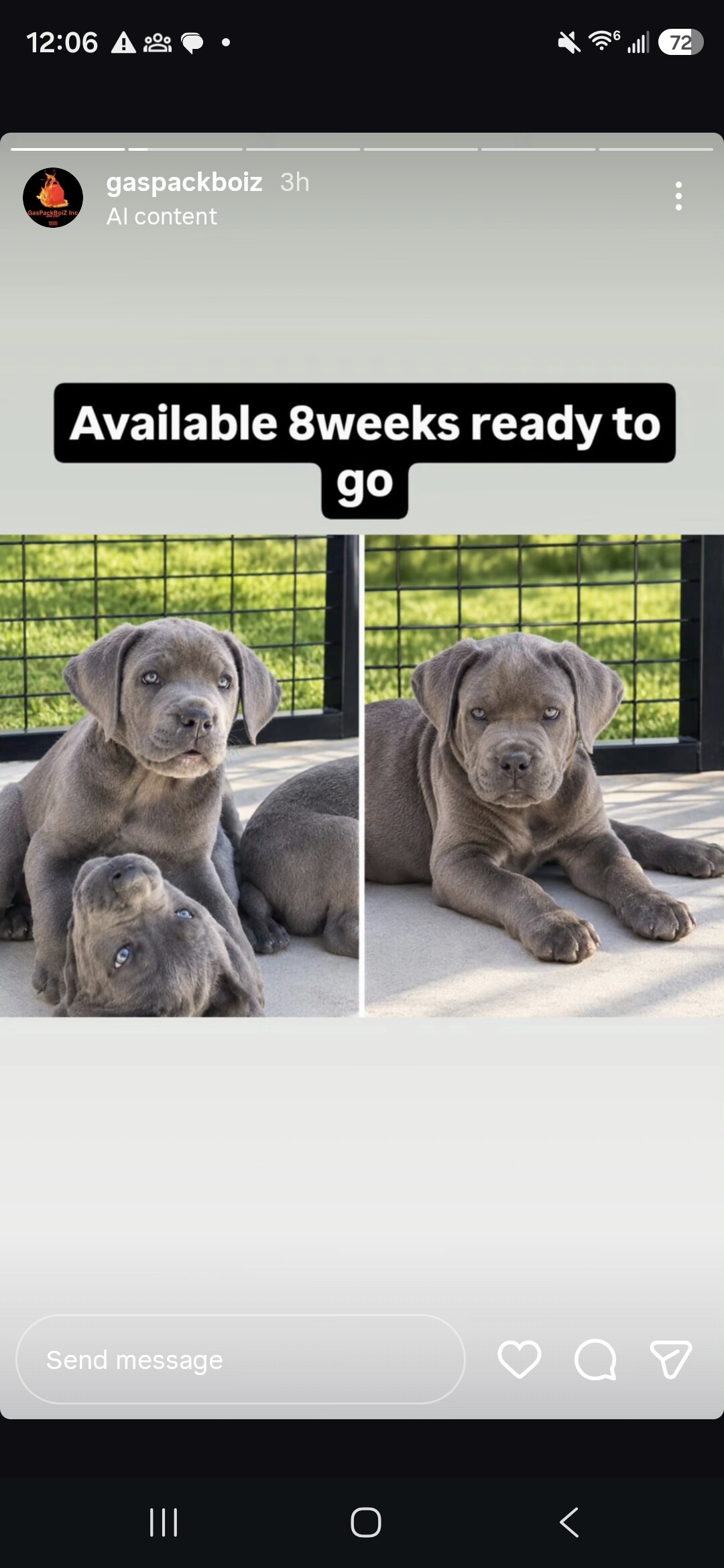 Cane Corso Puppies image 3