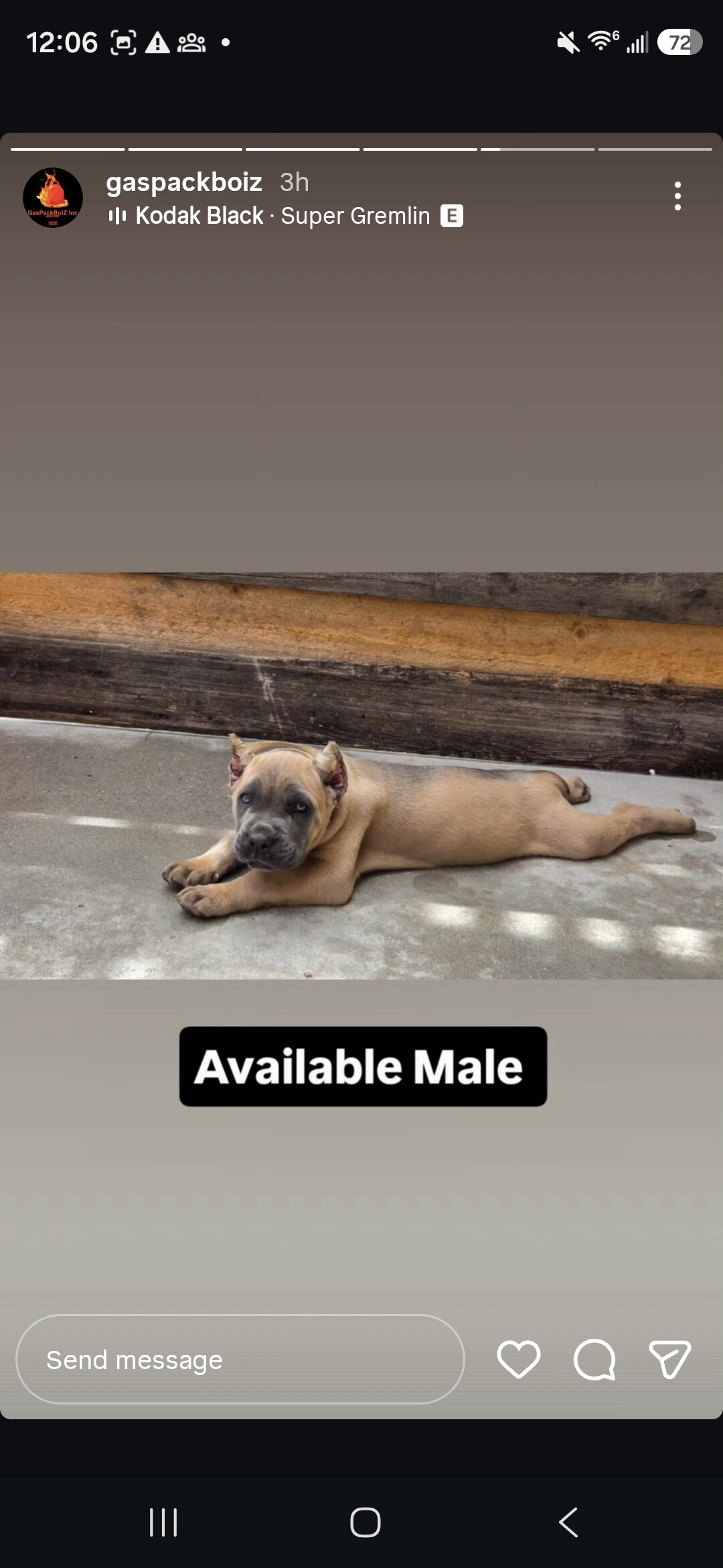 Cane Corso Puppies image 2