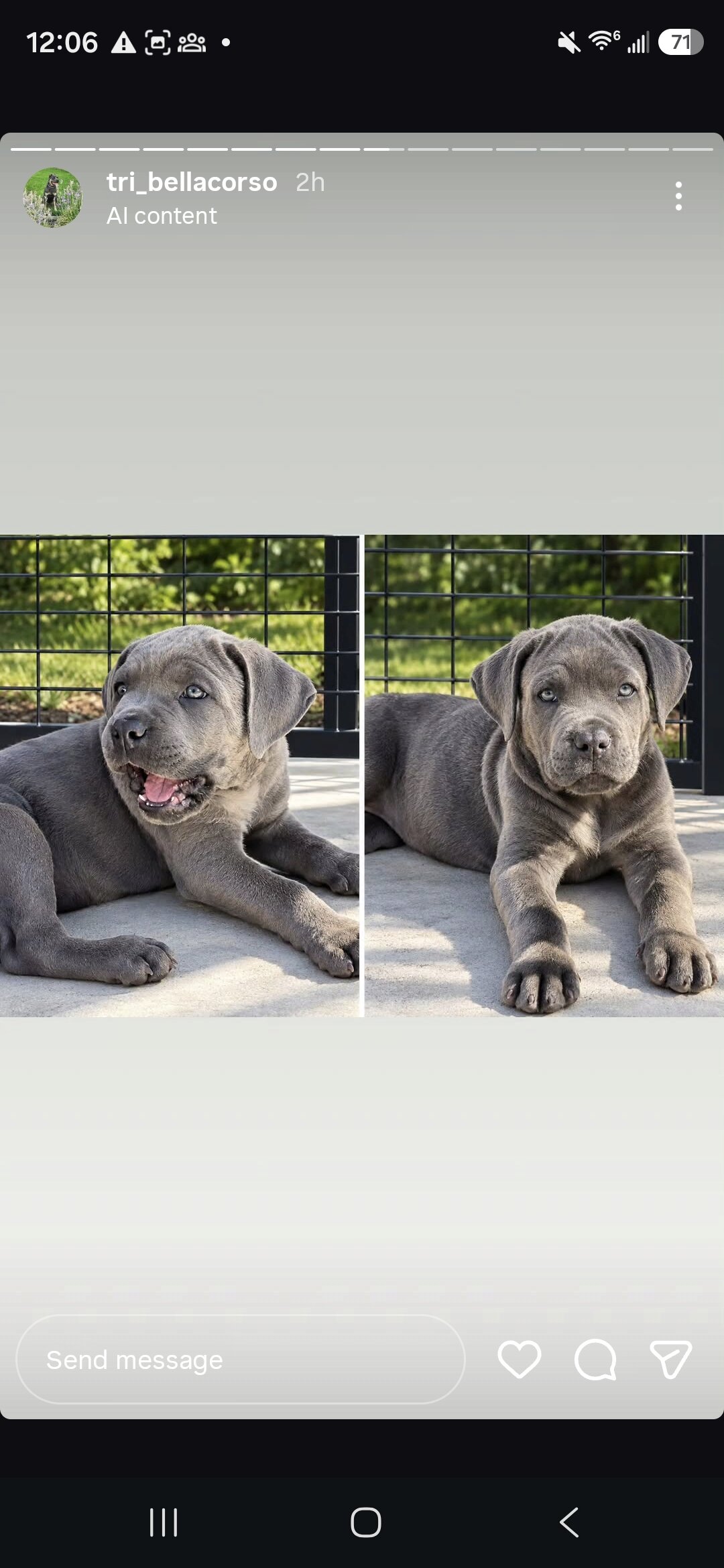 Cane Corso Puppies image 5