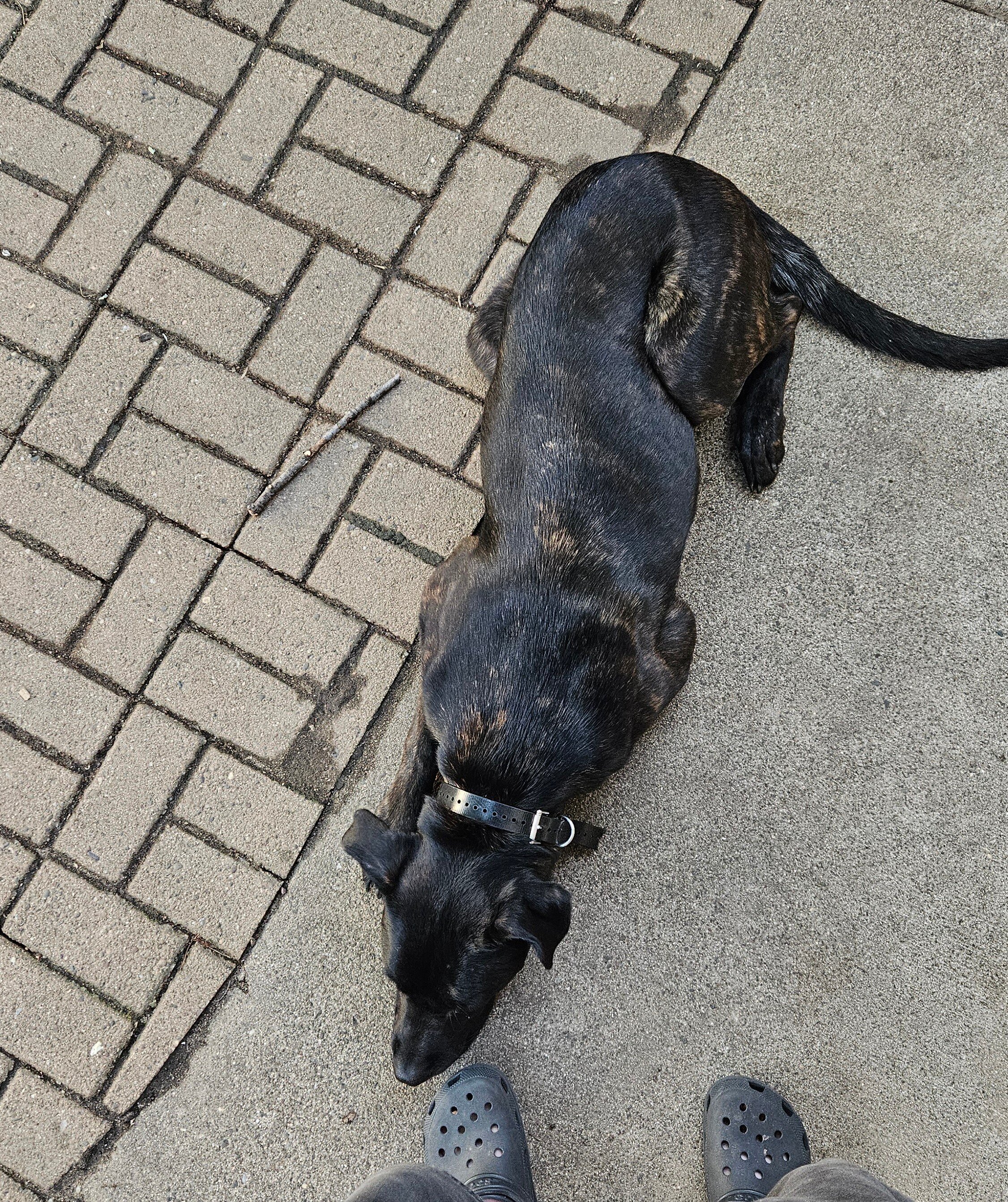 Young and Fully Trained Dutch Shepard x Cane Corso image 2