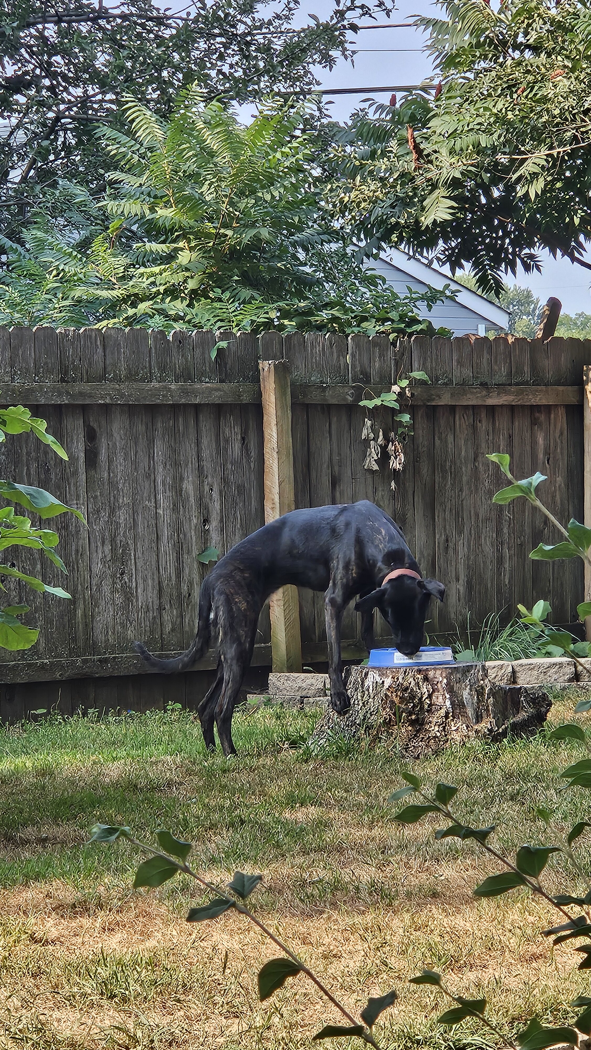 Young and Fully Trained Dutch Shepard x Cane Corso image 5
