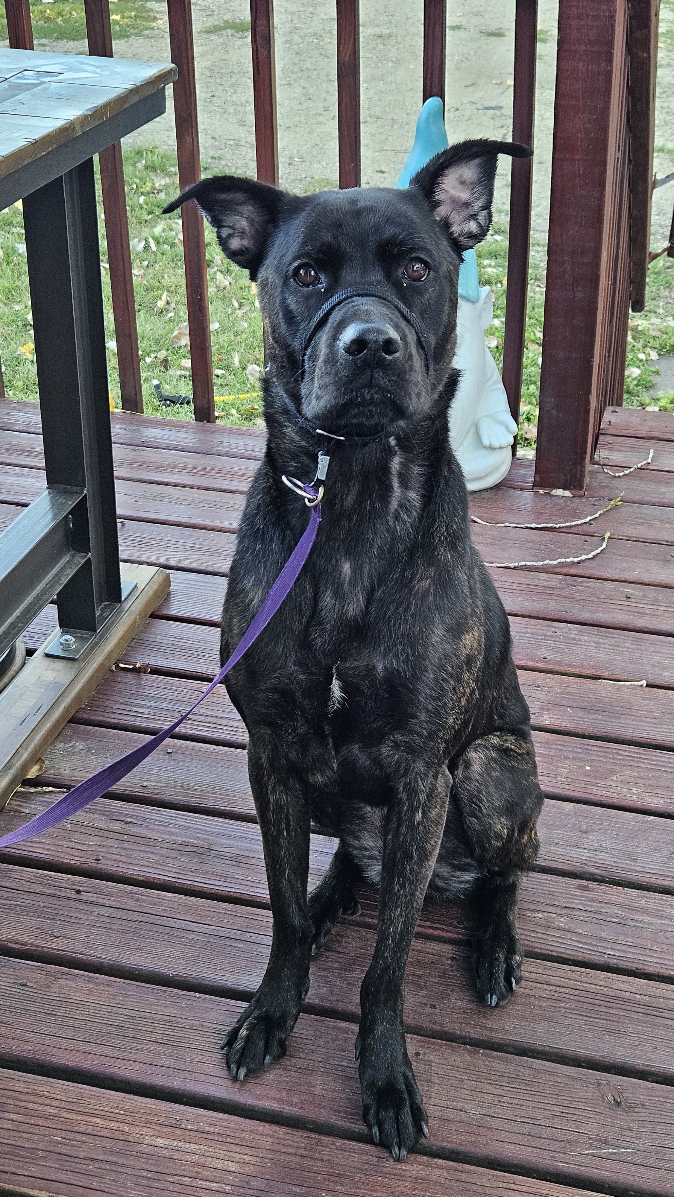 Young and Fully Trained Dutch Shepard x Cane Corso image 1