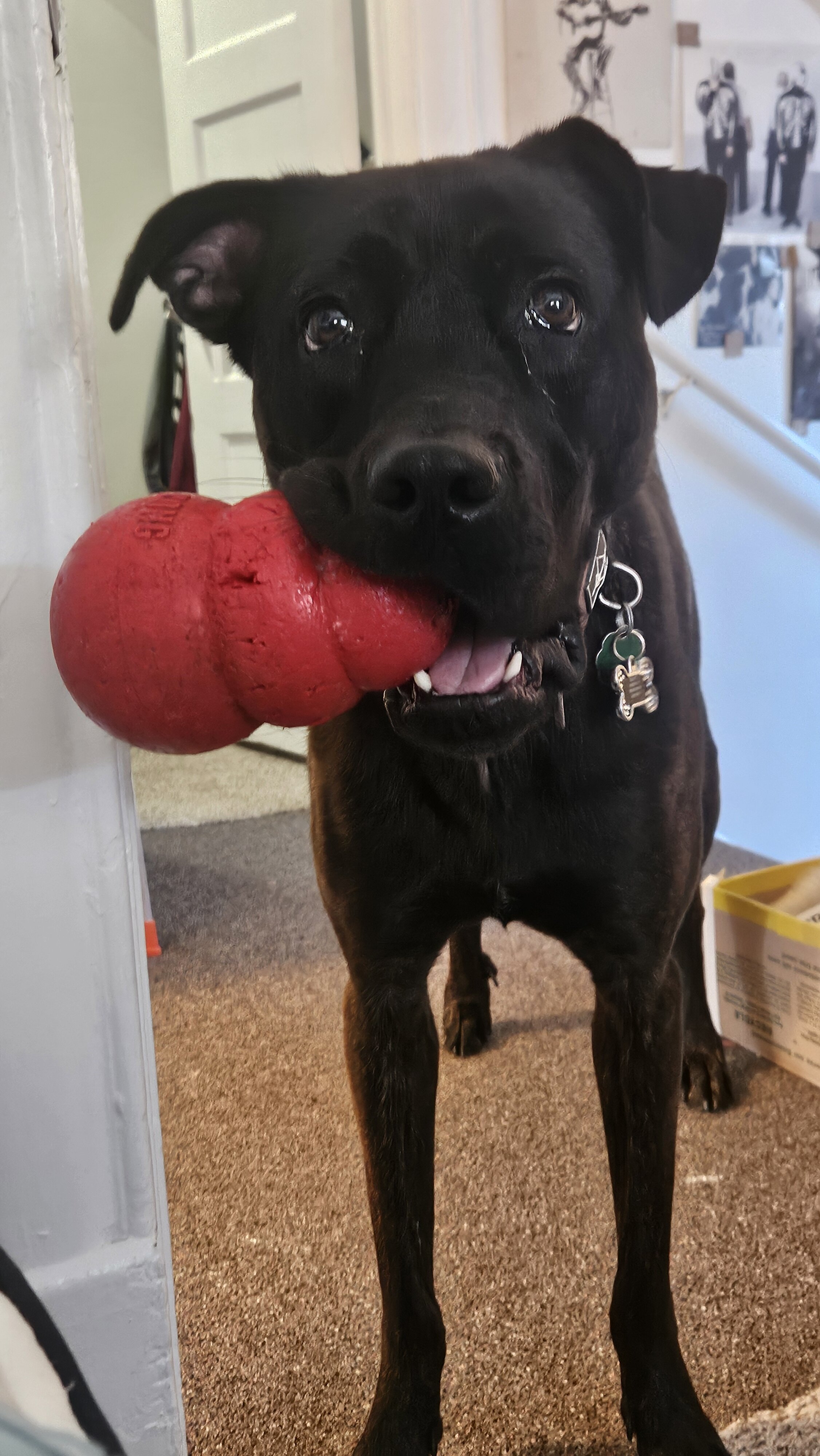 Young and Fully Trained Dutch Shepard x Cane Corso image 3