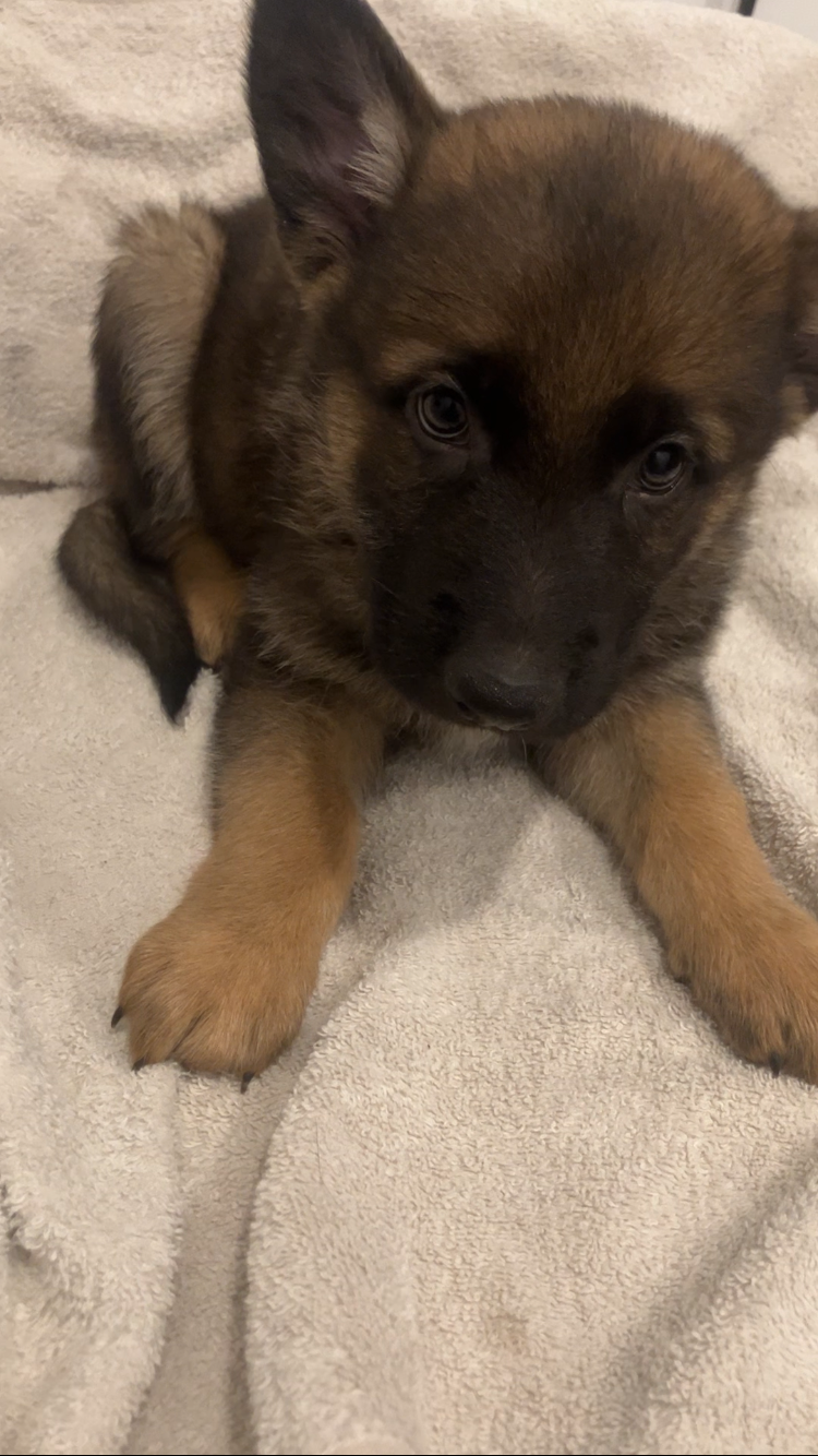 German Shepard Puppies image 1