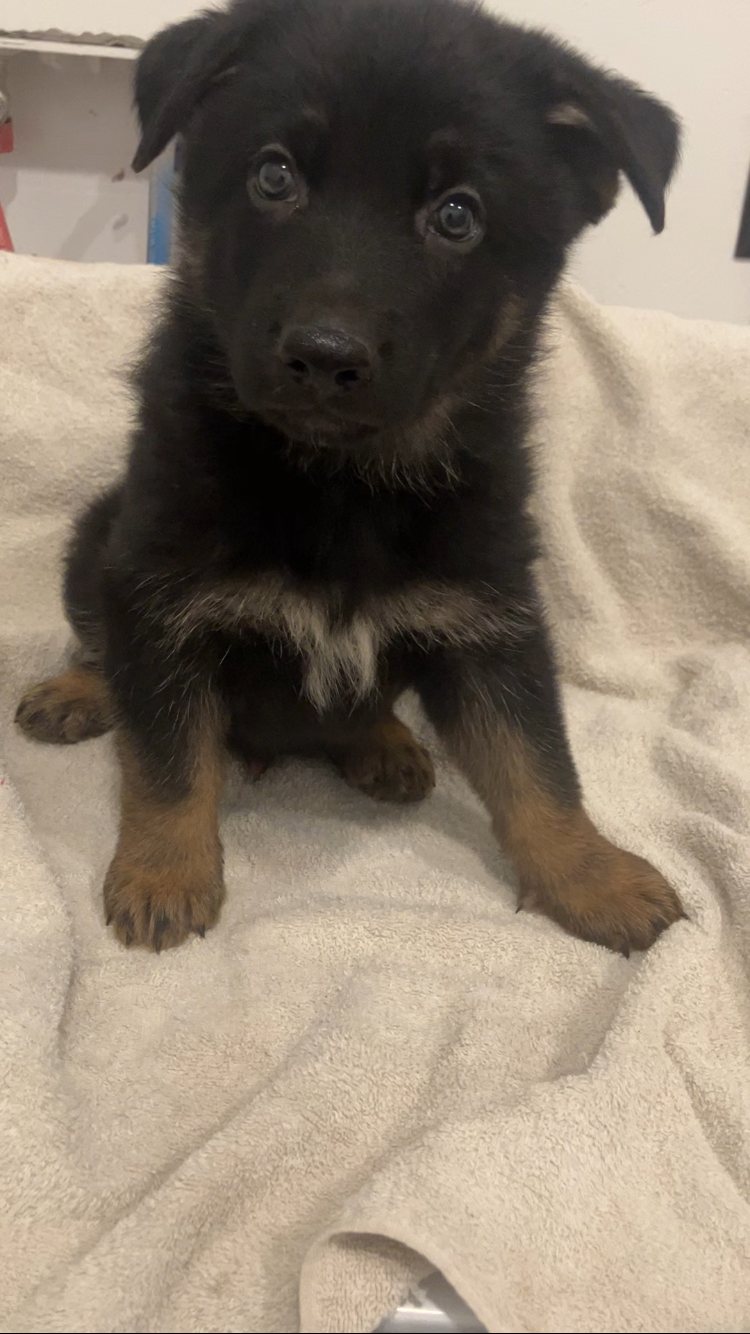 German Shepard Puppies image 2