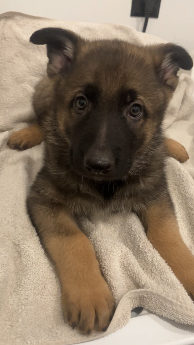 German Shepard Puppies image 3