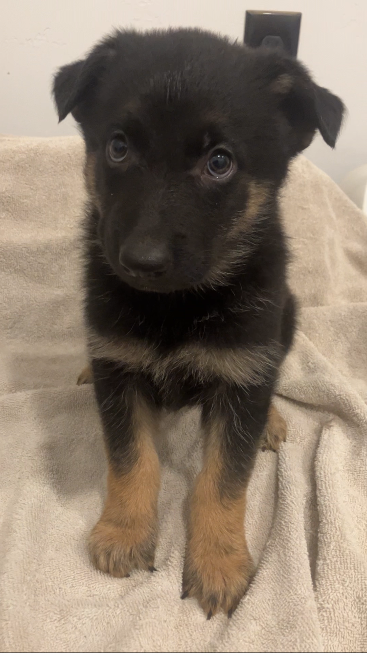 German Shepard Puppies image 4