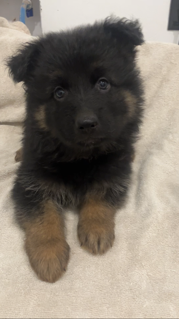 German Shepard Puppies image 5