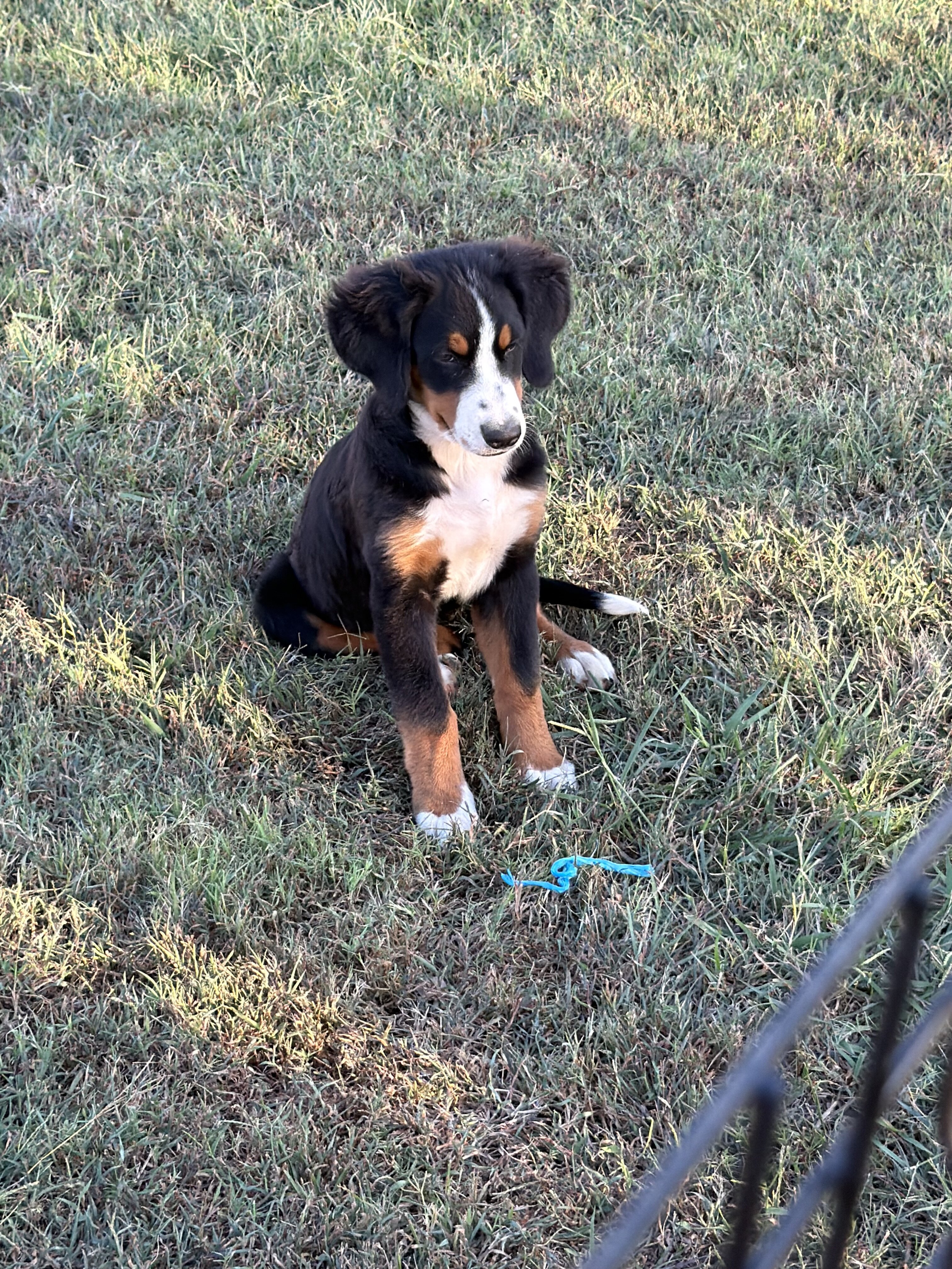 Bernese Mountain Dog Female image 1