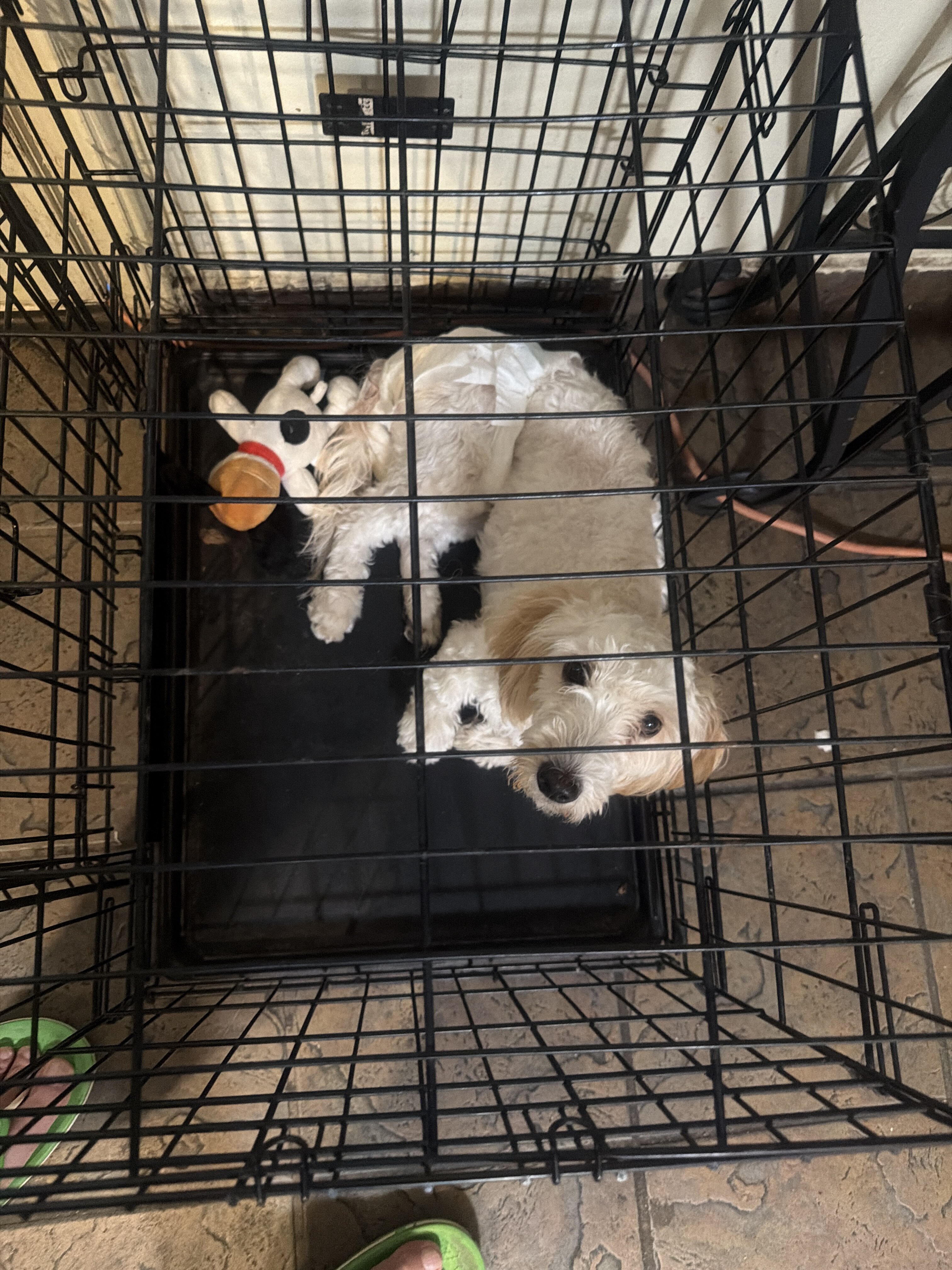 Puppies image 1